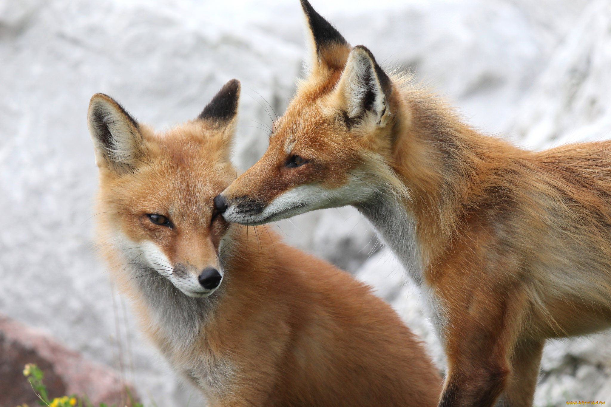 животные, лисы, лисята