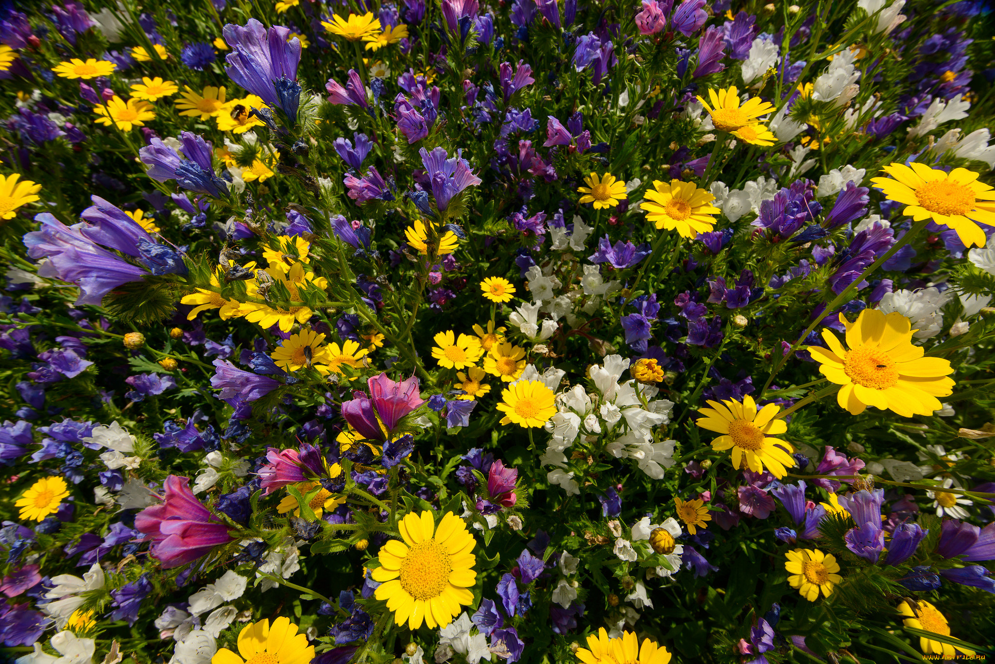 цветы, луговые, , полевые, , цветы, лето, макро, луг