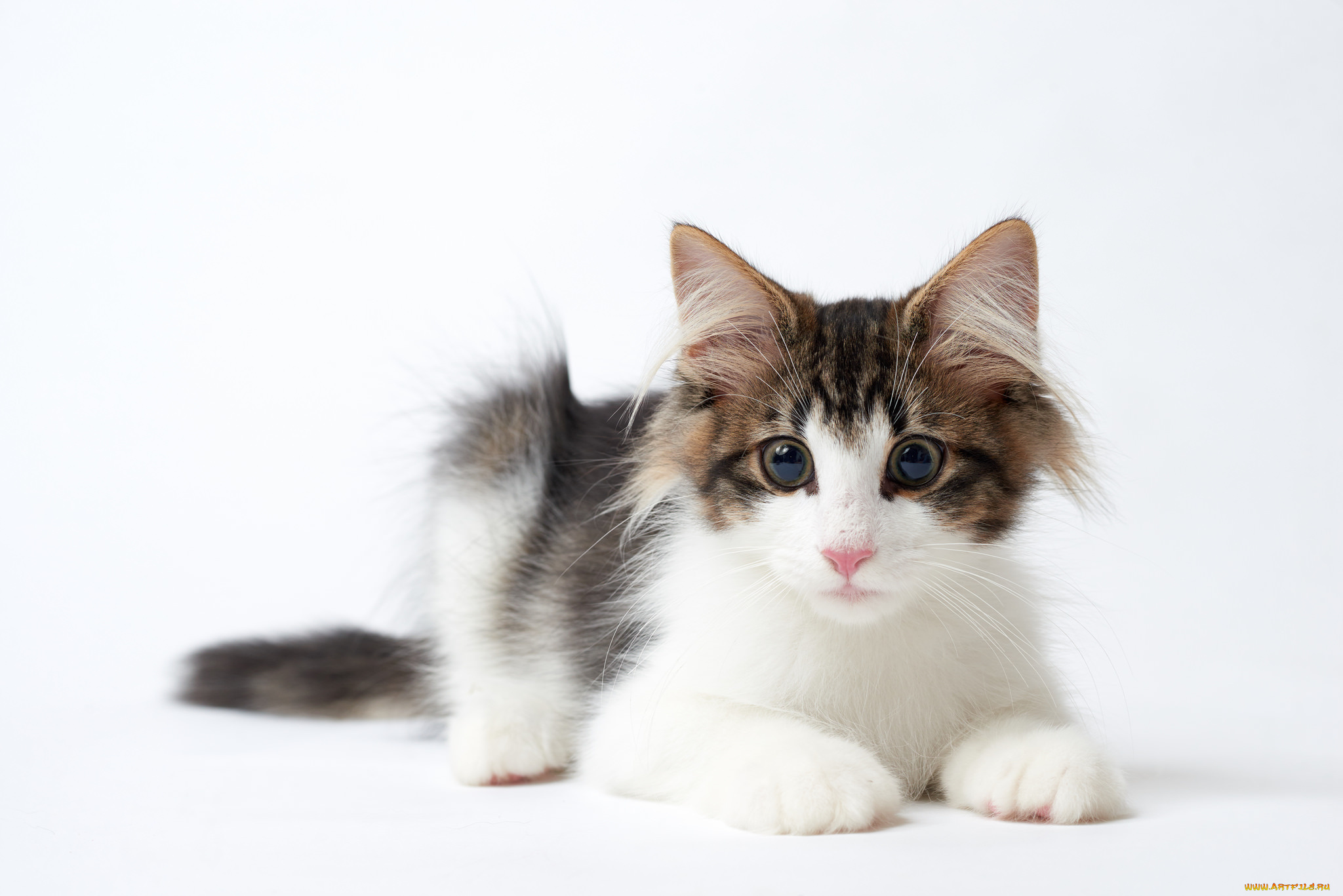 животные, коты, кися