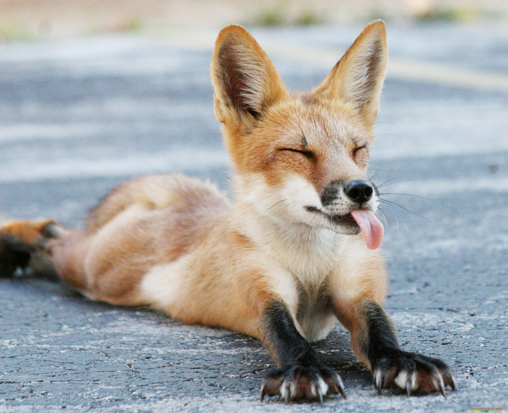 животные, лисы, лисичка