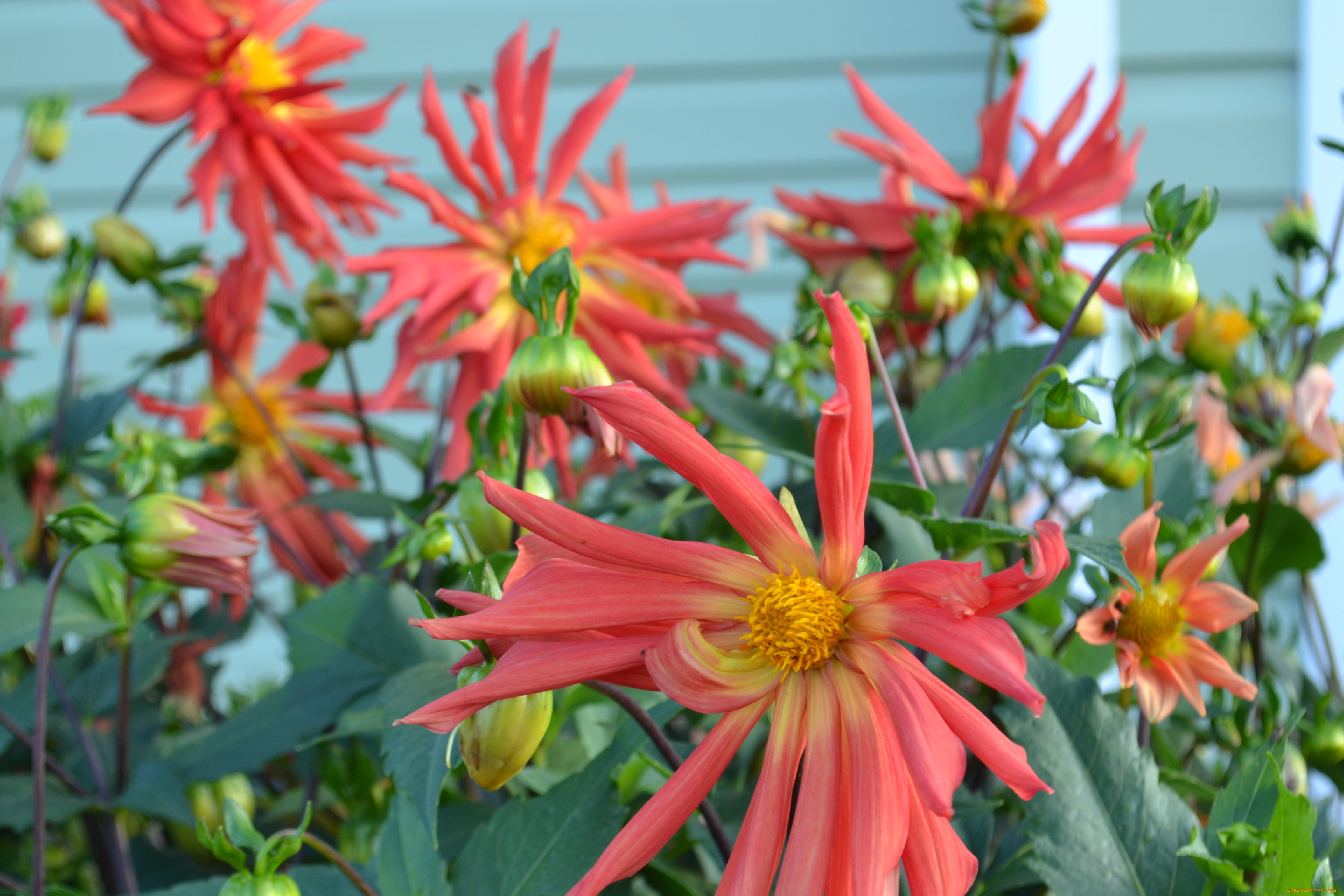 цветы, георгины, сад, бутоны