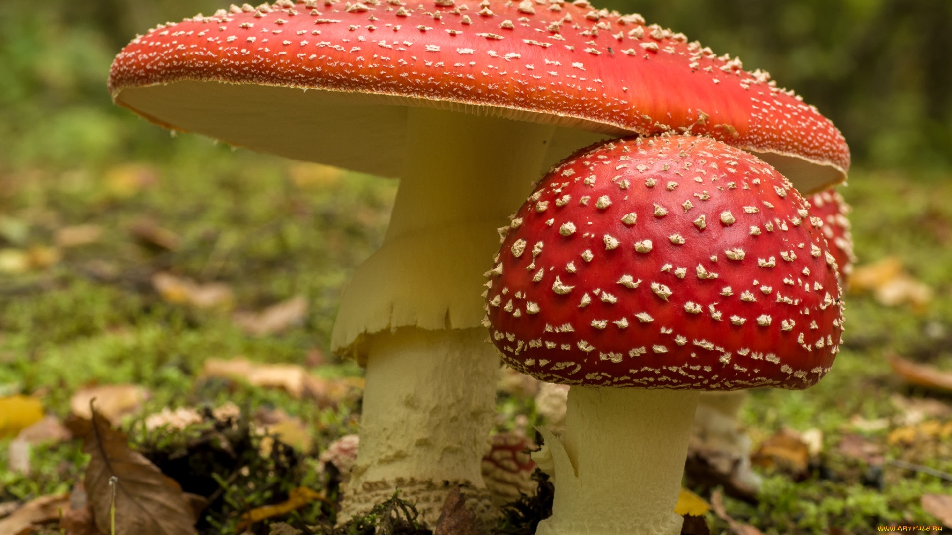 природа, грибы, , мухомор, грибочки