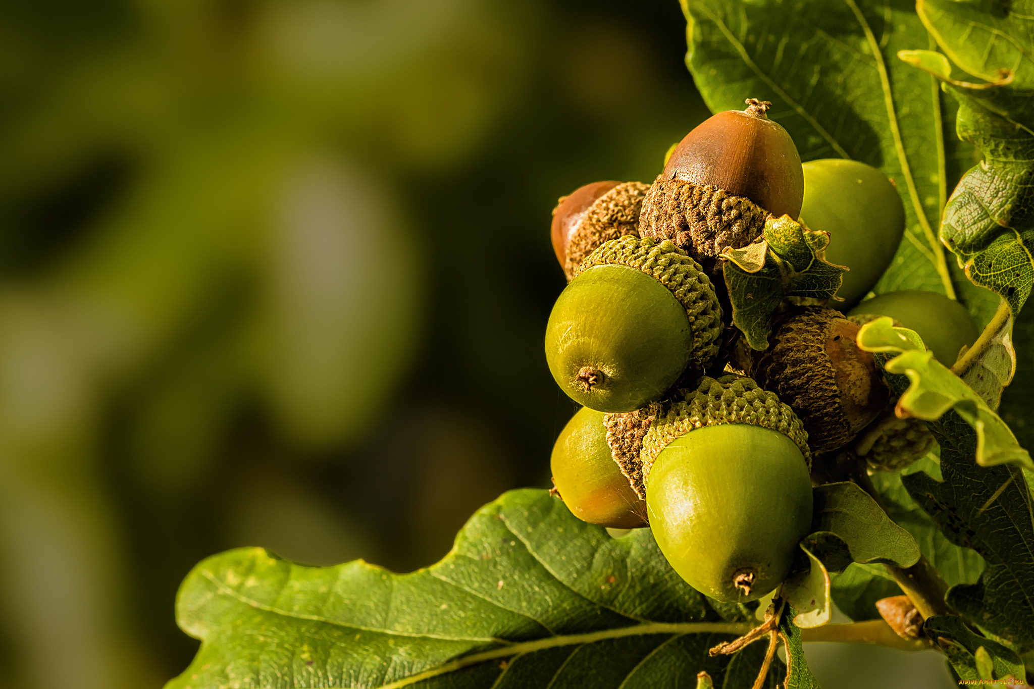 природа, шишки, , жёлуди, , каштаны, флора