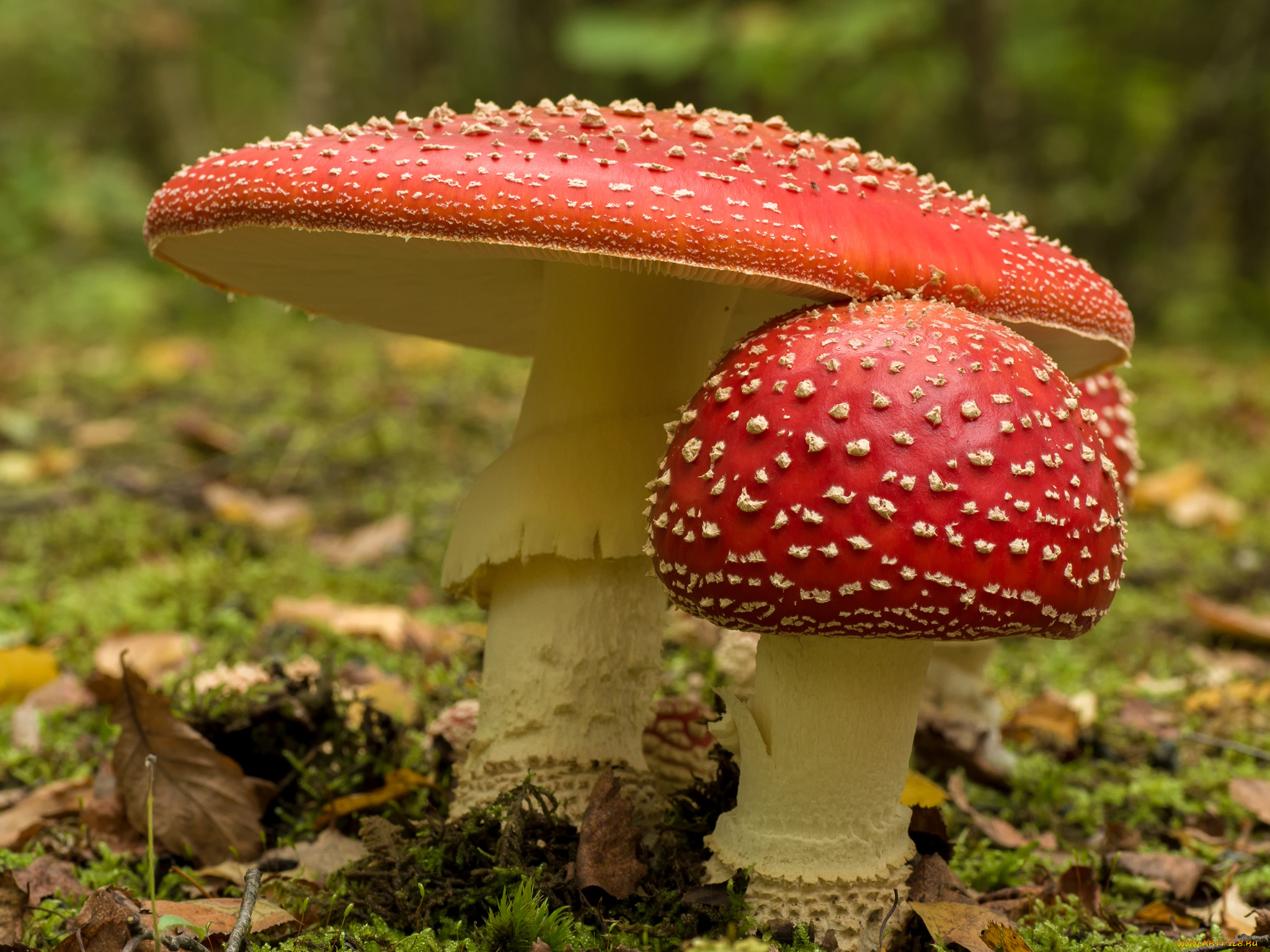 природа, грибы, , мухомор, грибочки