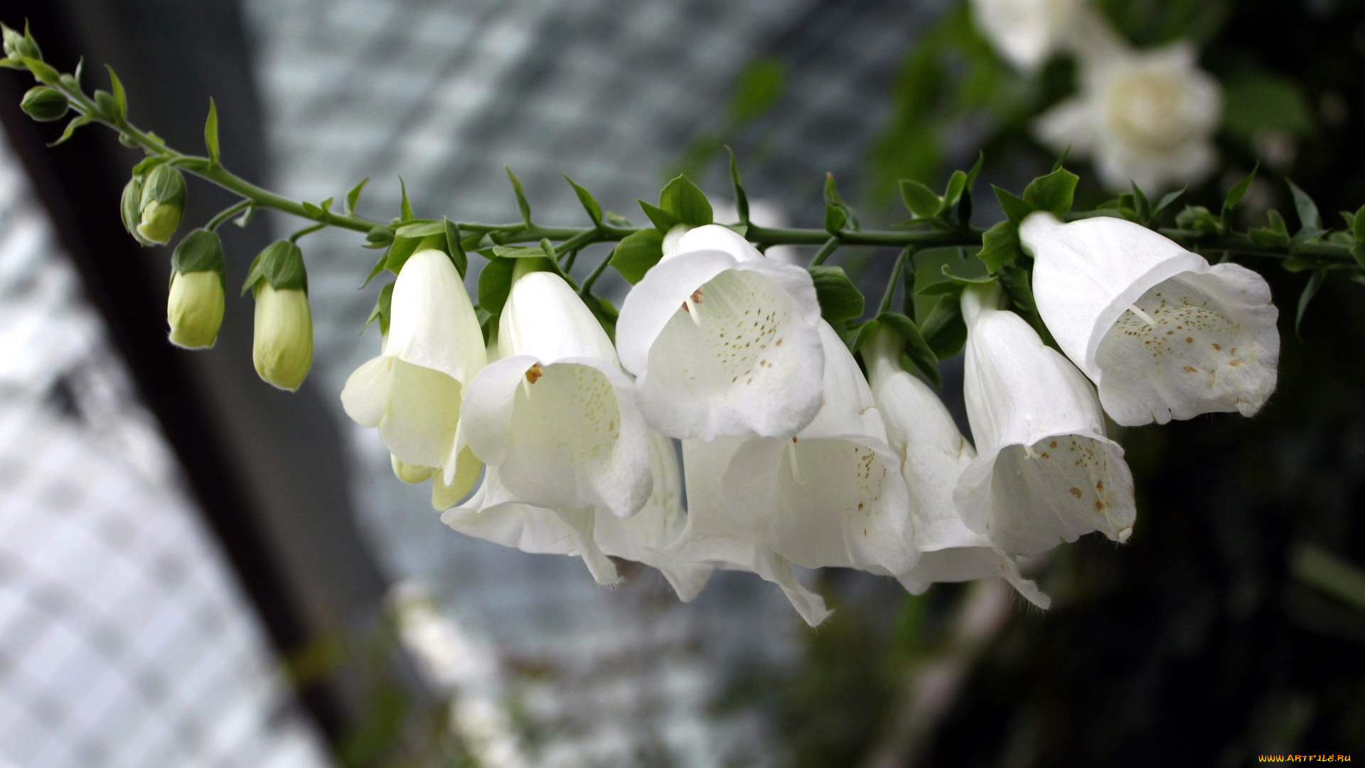 цветы, дигиталис, , наперстянка, колокольчики, белый