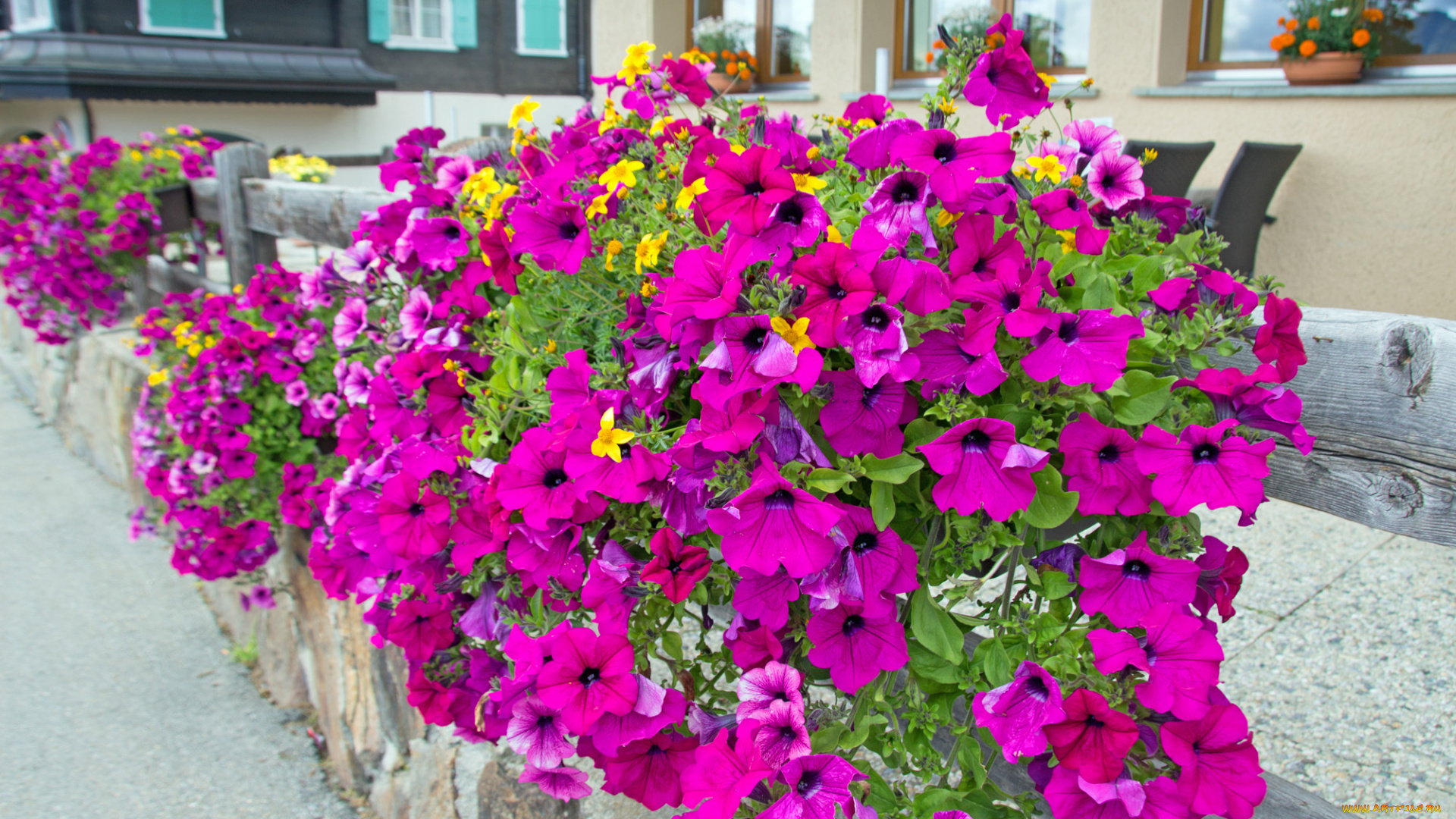 цветы, петунии, , калибрахоа, петуния, бутон, калибрахоа, цветение, нежность