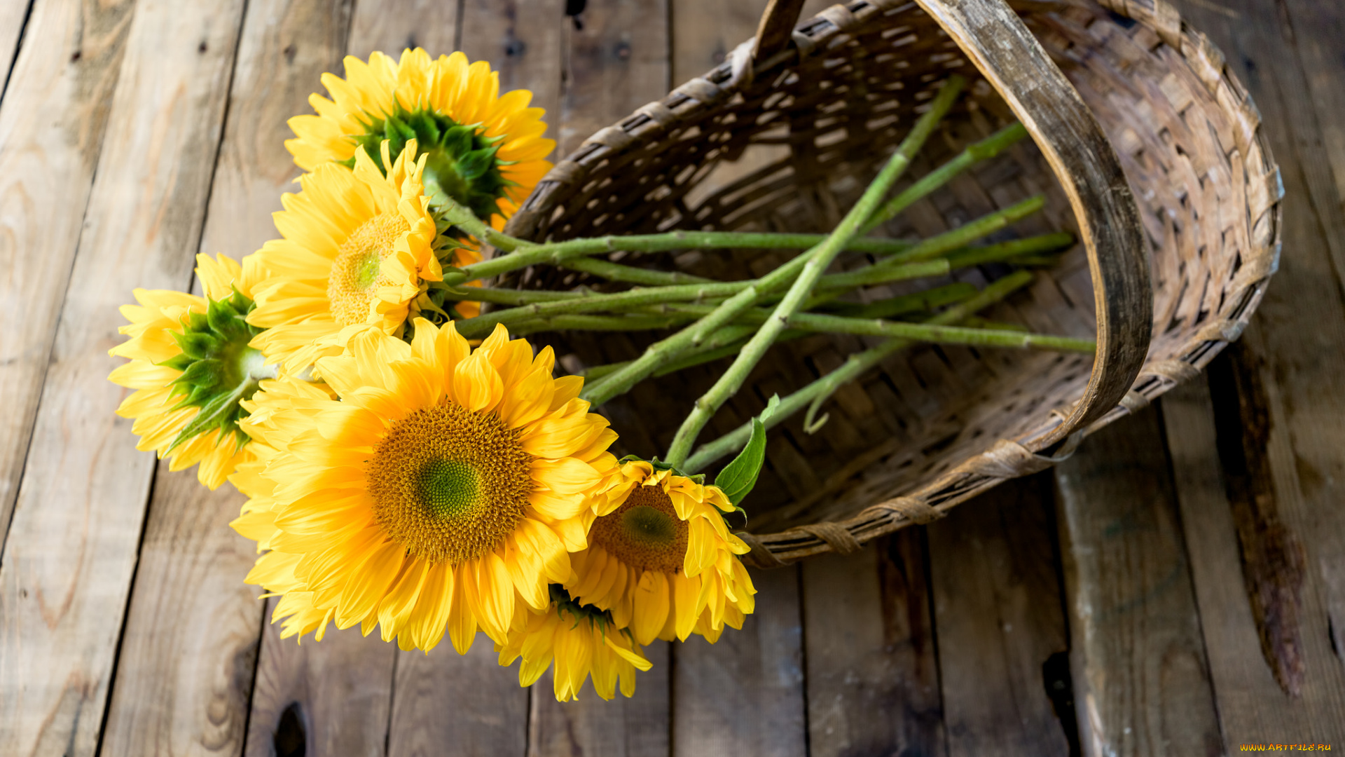 цветы, подсолнухи, petals, flowers, sunflower, цветение, лепестки, подсолнух, bloom