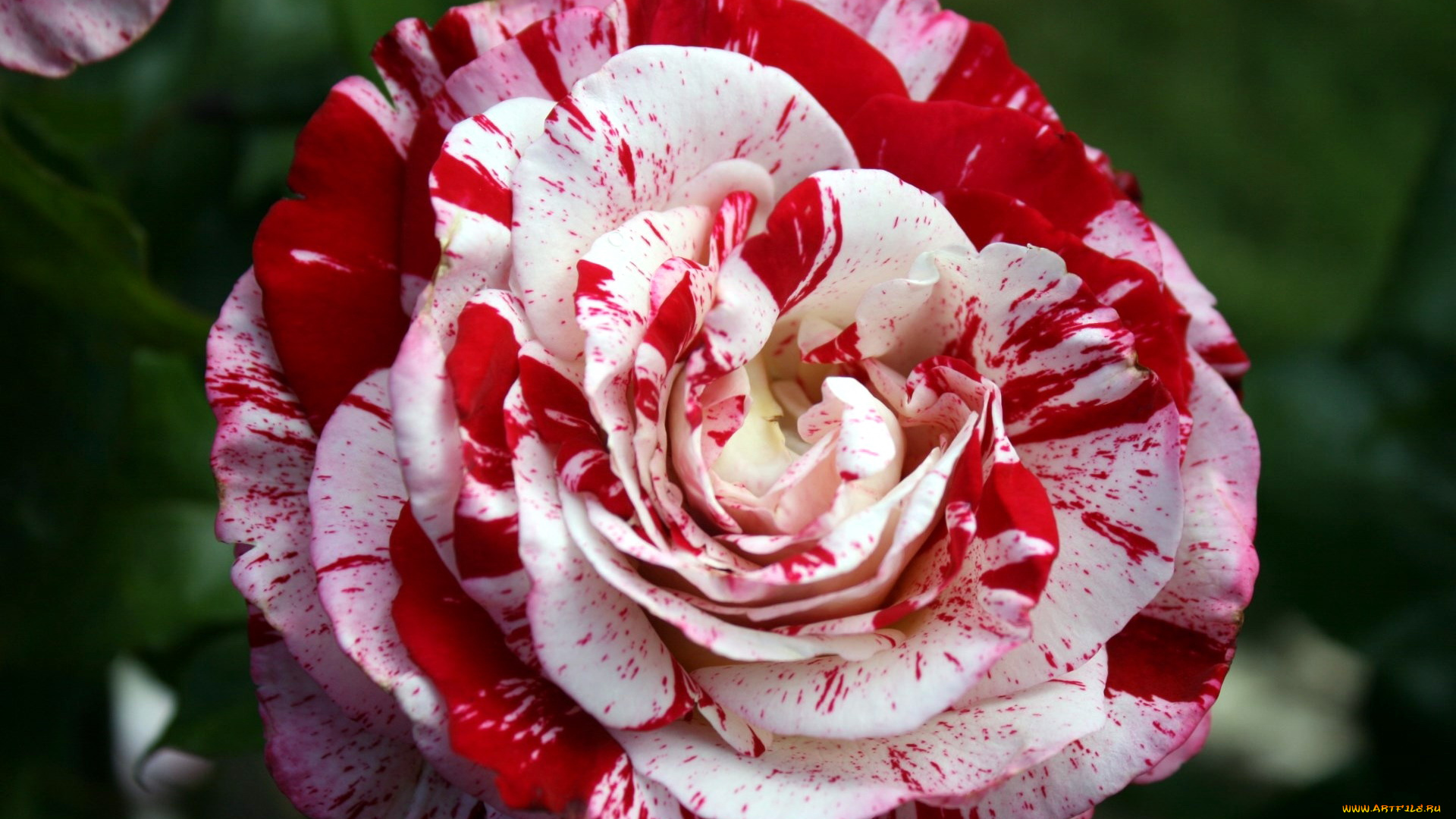 цветы, розы, пестрая, роза, макро