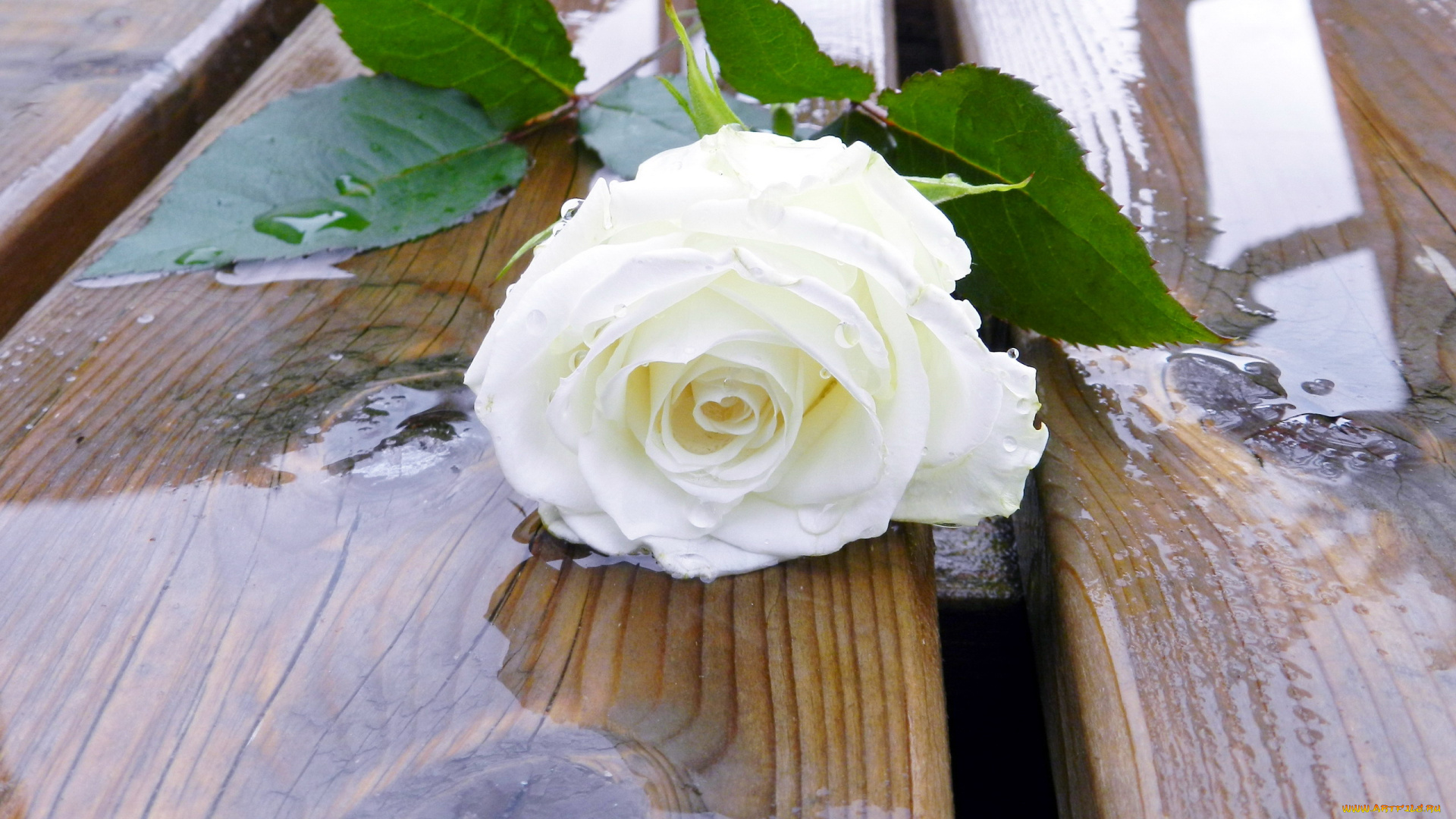 цветы, розы, роза, белая, одиночка, бутон, вода