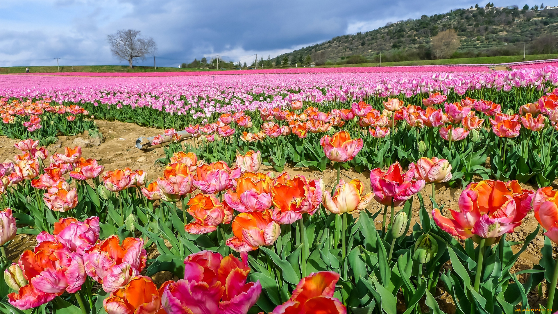 цветы, тюльпаны, поле, розовый, цвет