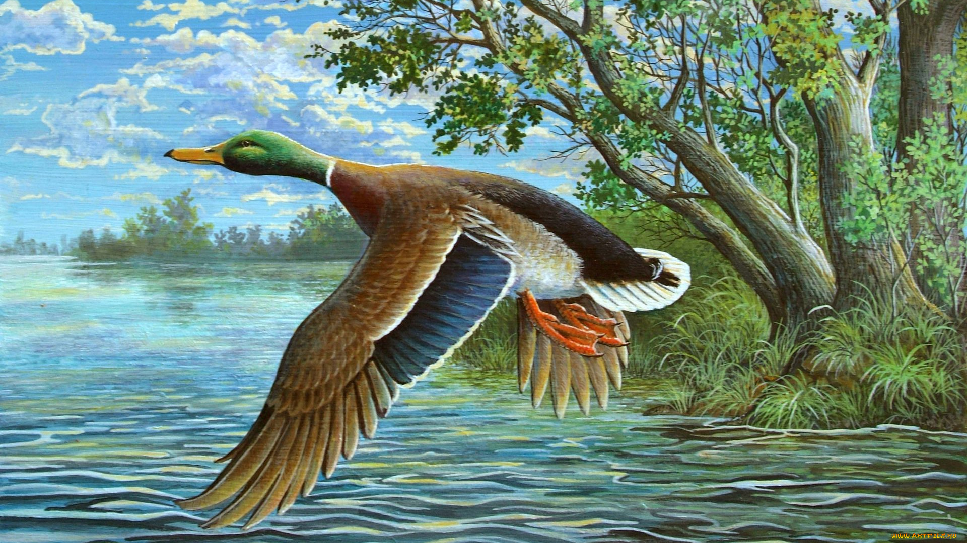 рисованное, животные, , птицы, , утки, деревья, облака, трава, водоем