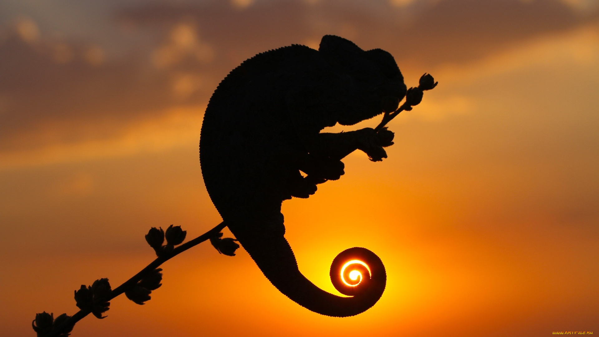 животные, хамелеоны, закат, силуэт, ветка, хамелеон, ящерица