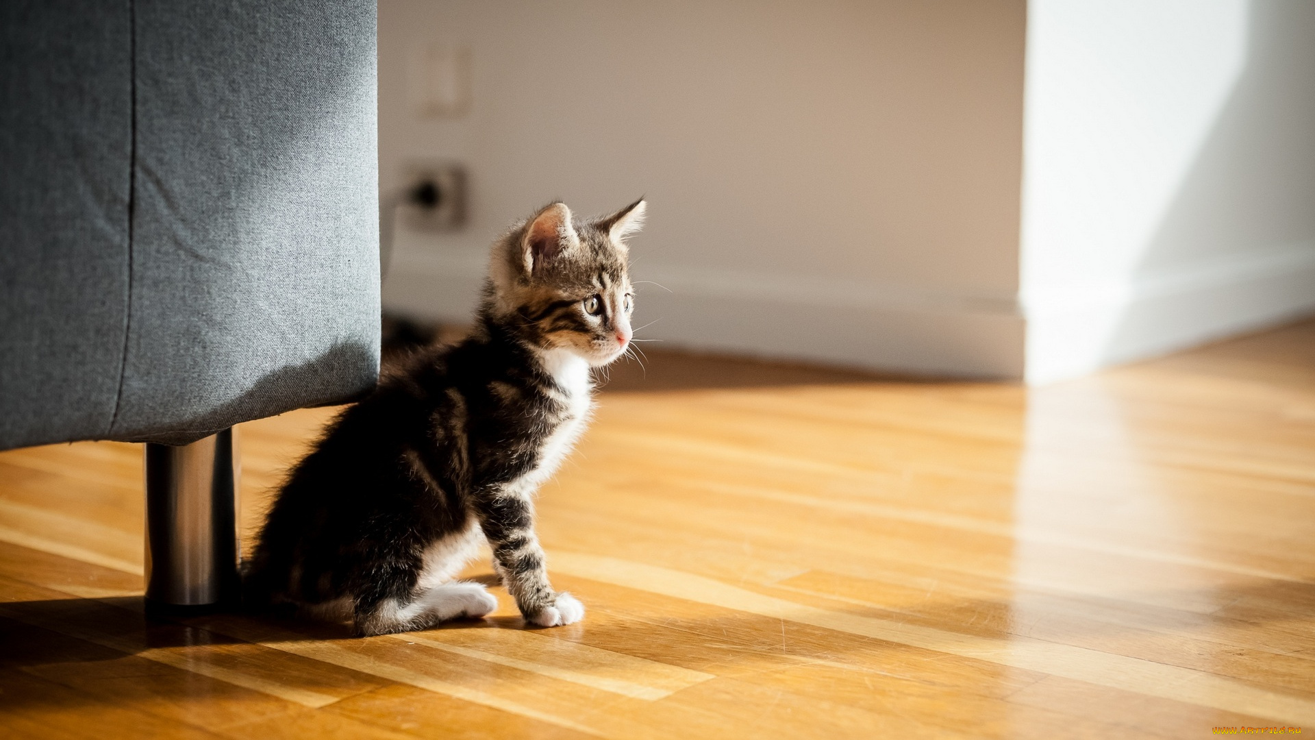 животные, коты, котенок