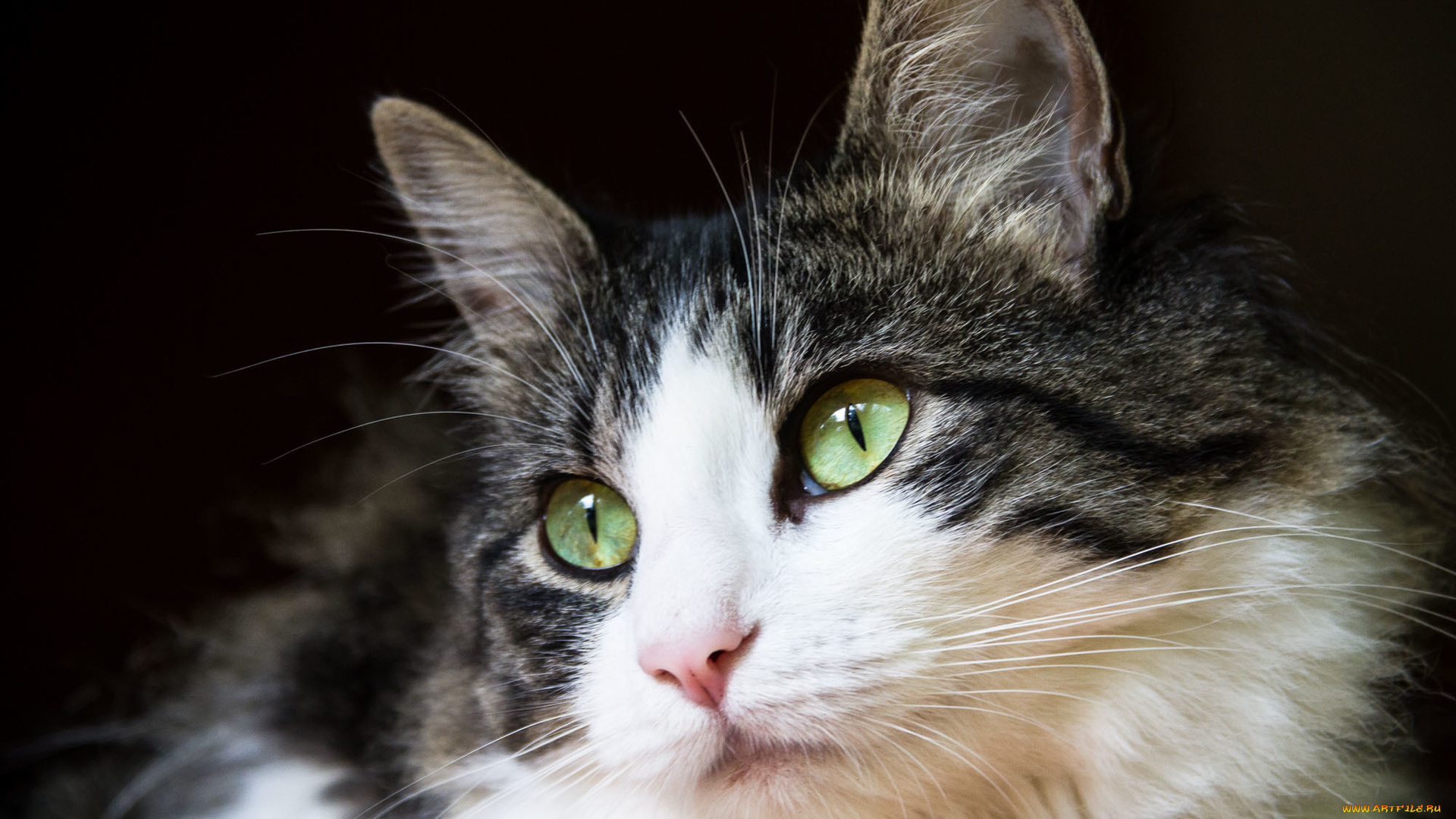 животные, коты, профиль