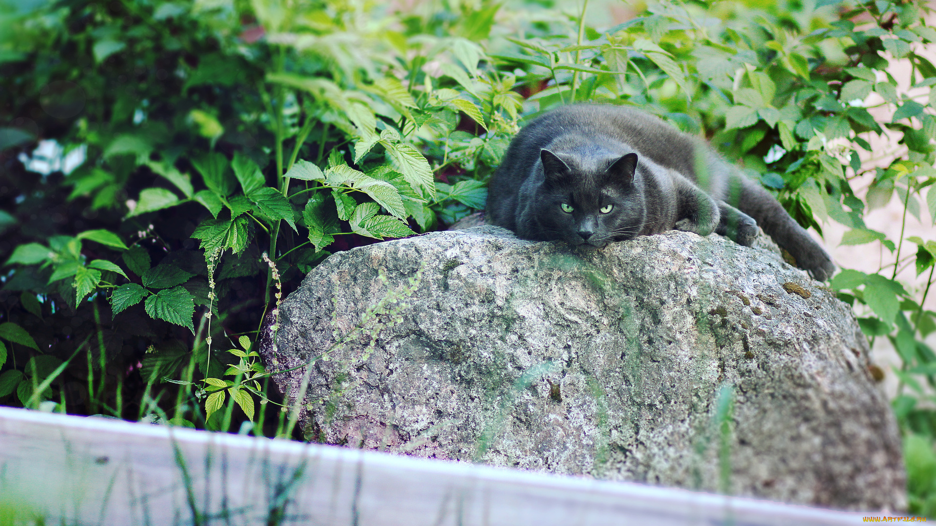 животные, коты, растения, камень