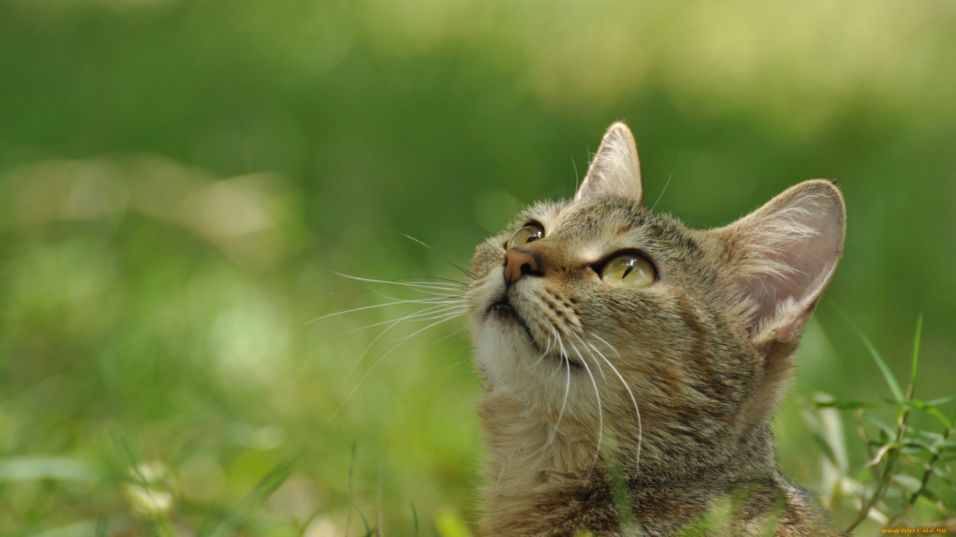 животные, коты, трава