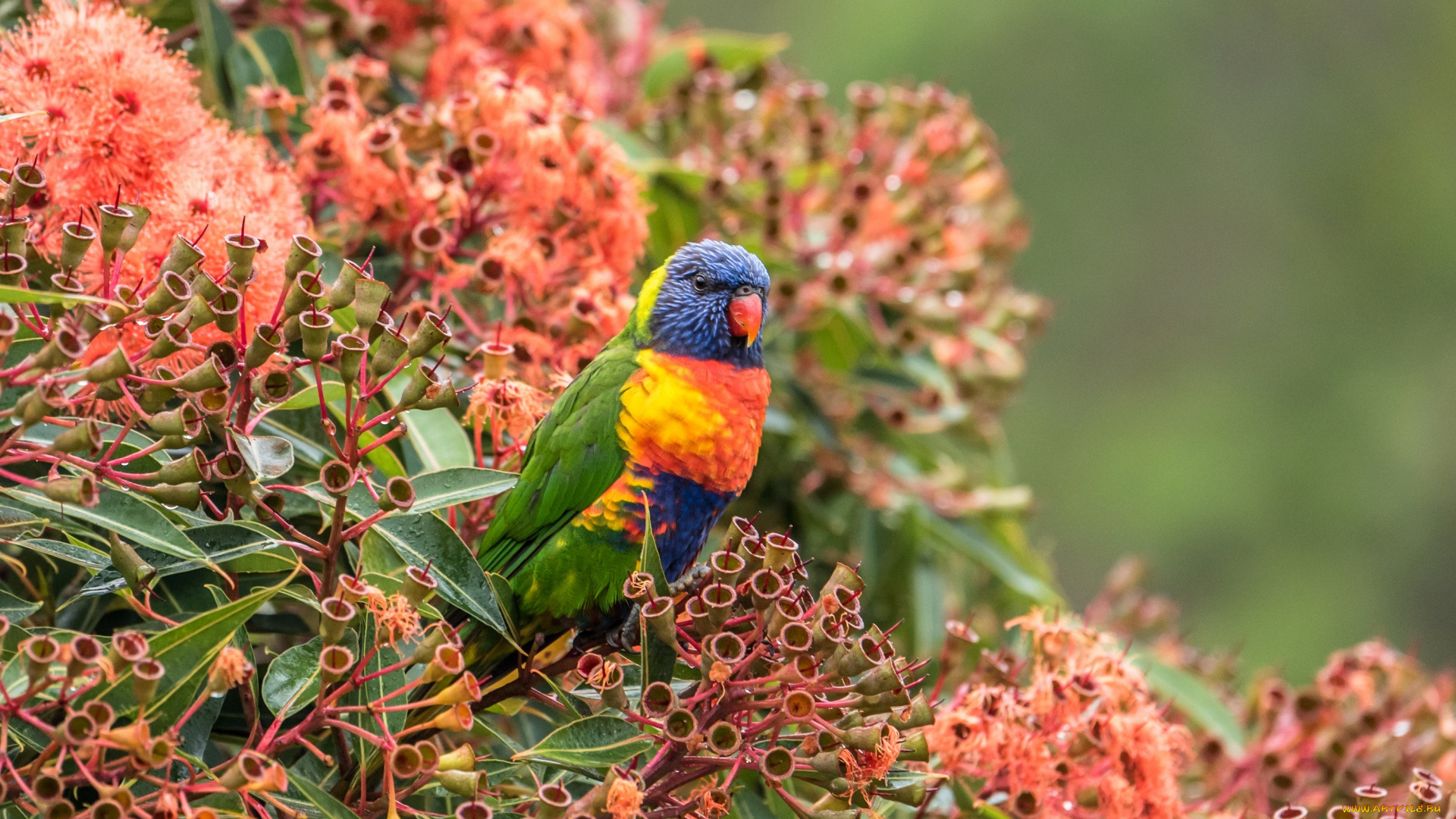 животные, попугаи, растение