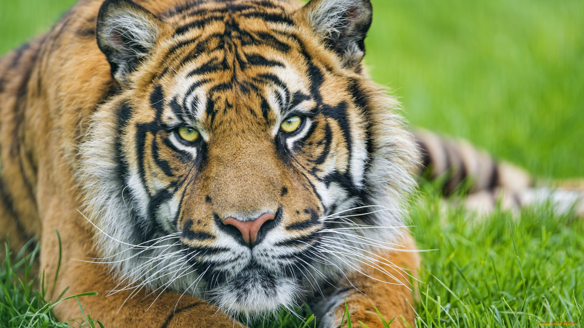 животные, тигры, суматранский, тигр, лужайка, трава