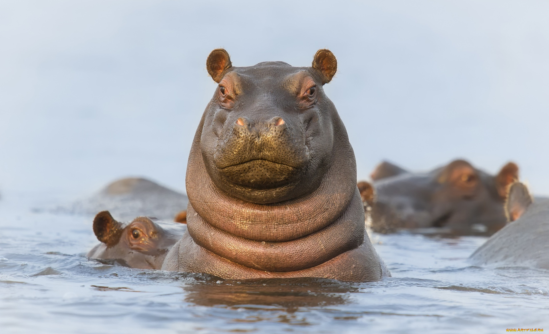 животные, бегемоты, вода, головы, гиппопотамы