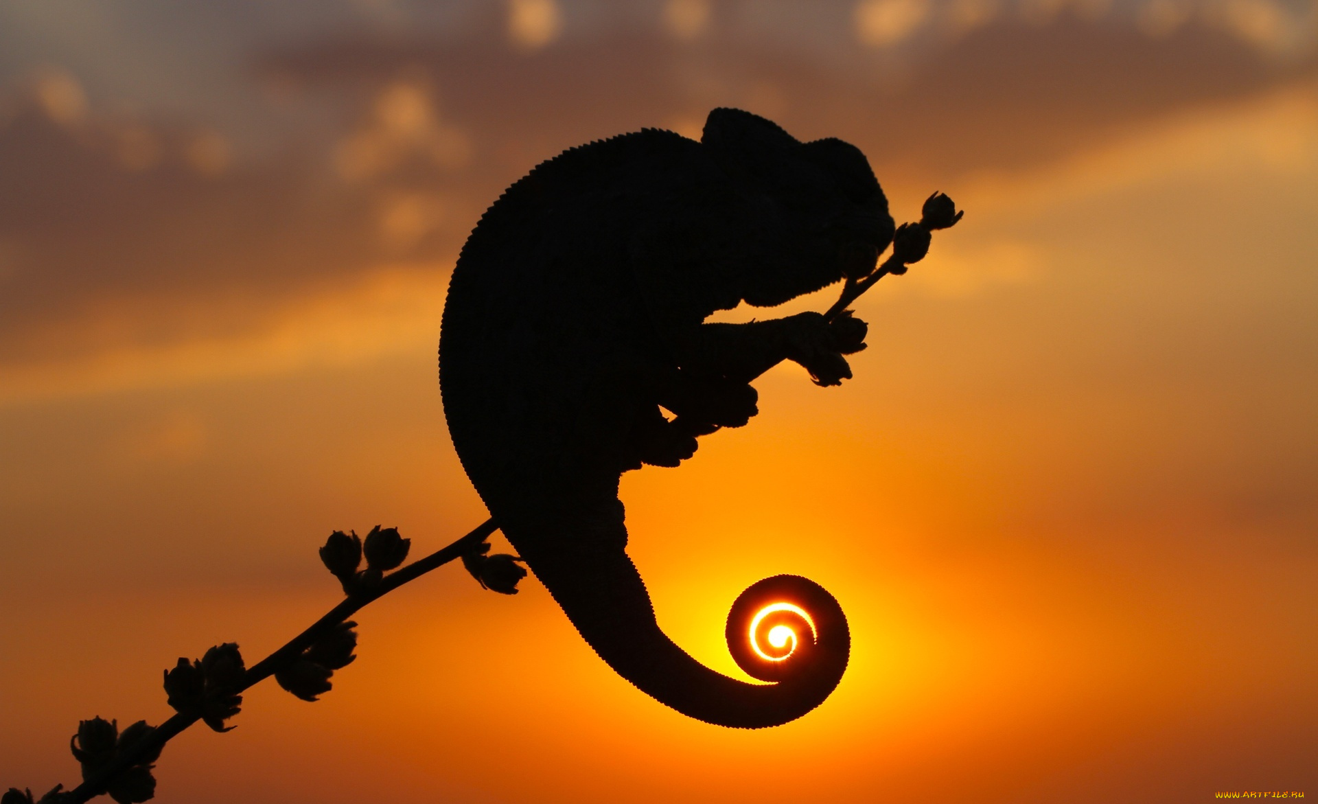 животные, хамелеоны, закат, силуэт, ветка, хамелеон, ящерица