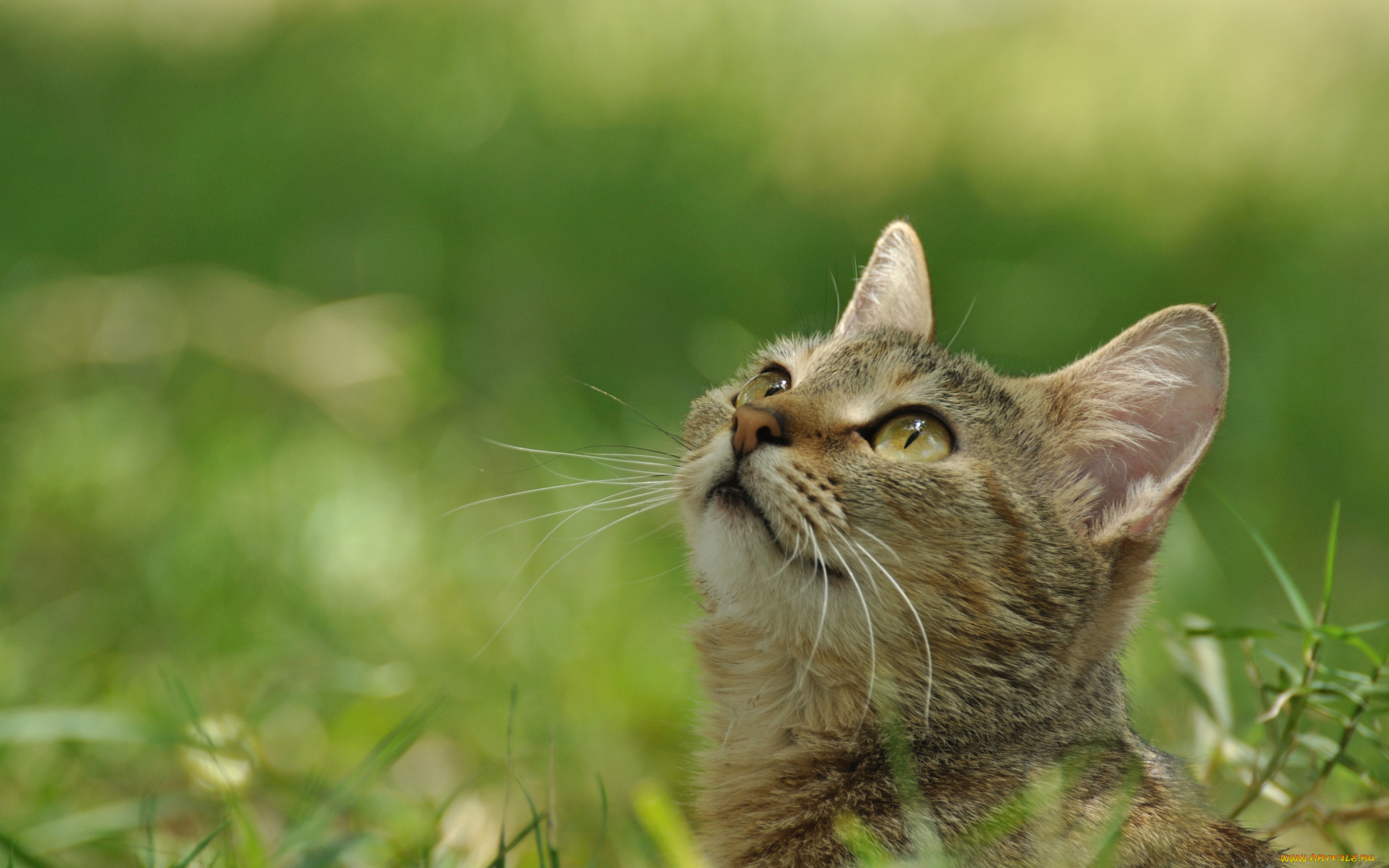животные, коты, трава
