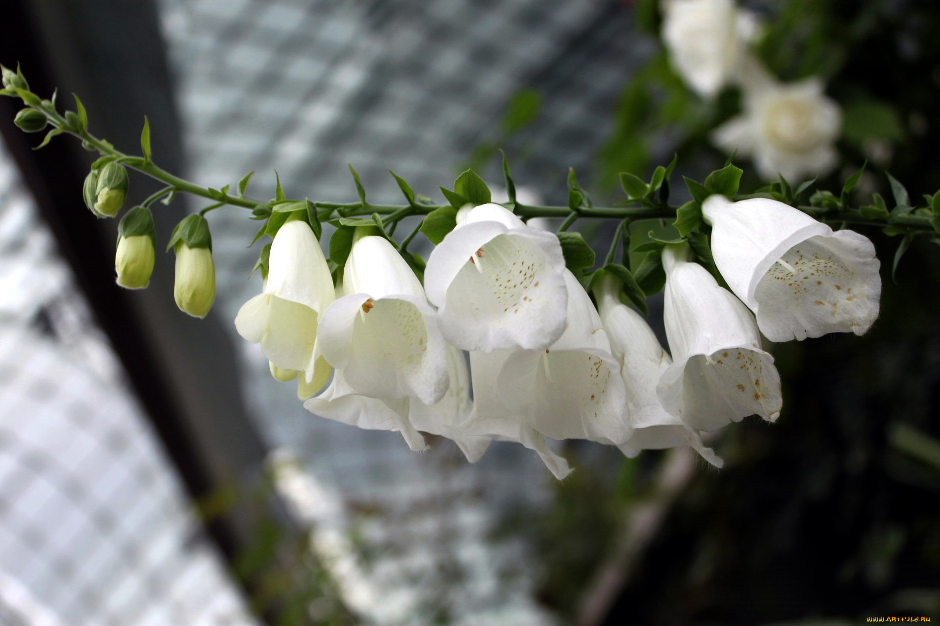 цветы, дигиталис, , наперстянка, колокольчики, белый