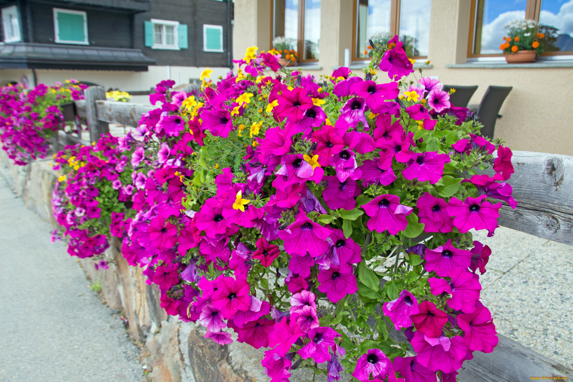 цветы, петунии, , калибрахоа, петуния, бутон, калибрахоа, цветение, нежность