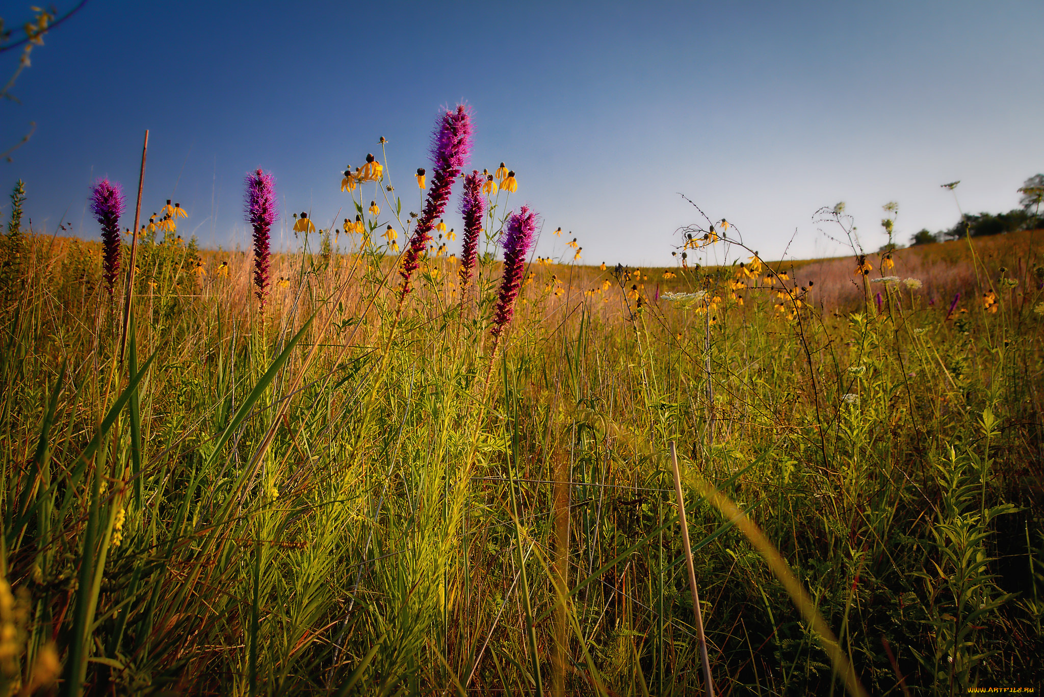 природа, луга, простор
