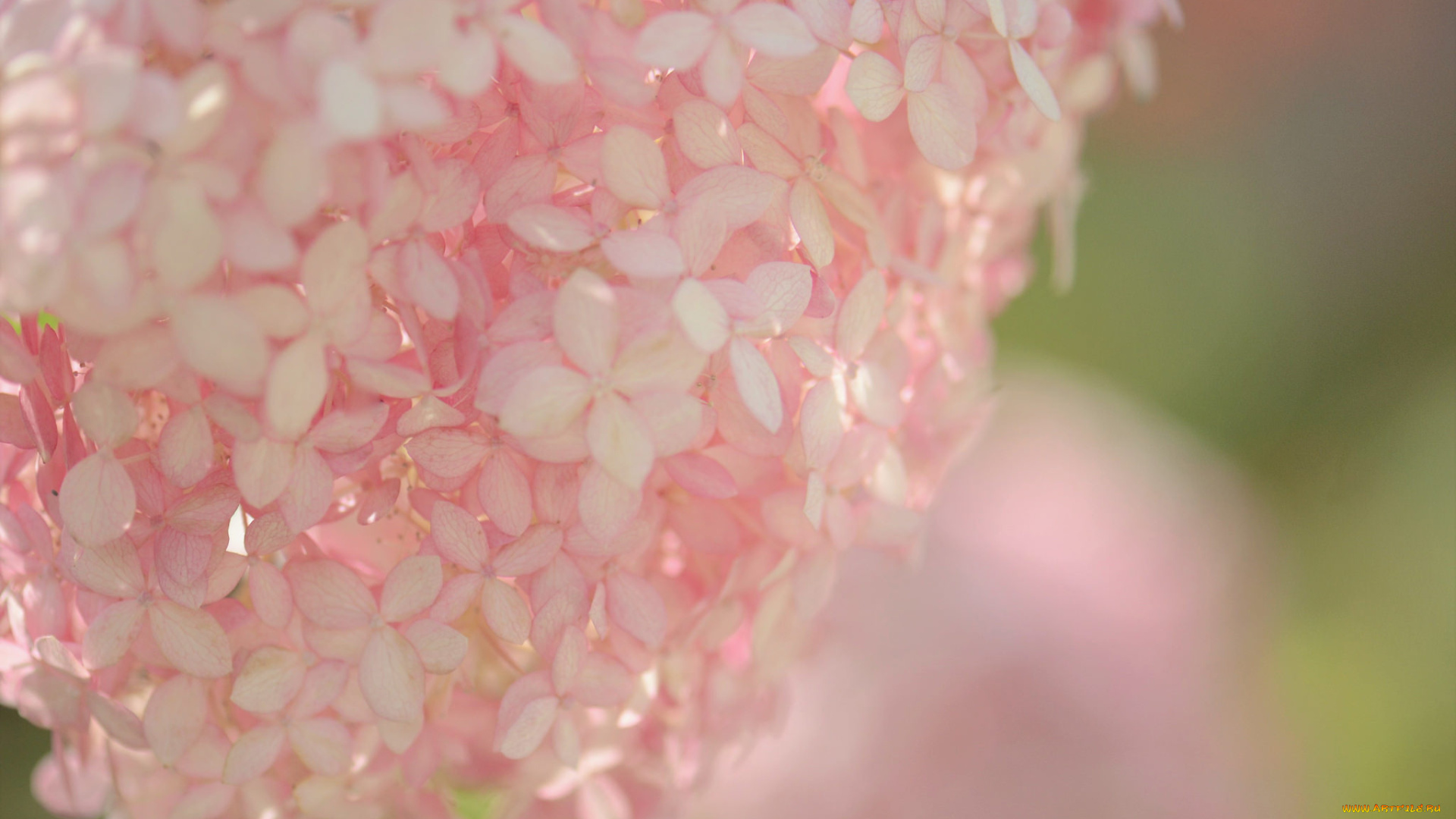 цветы, гортензия, макро