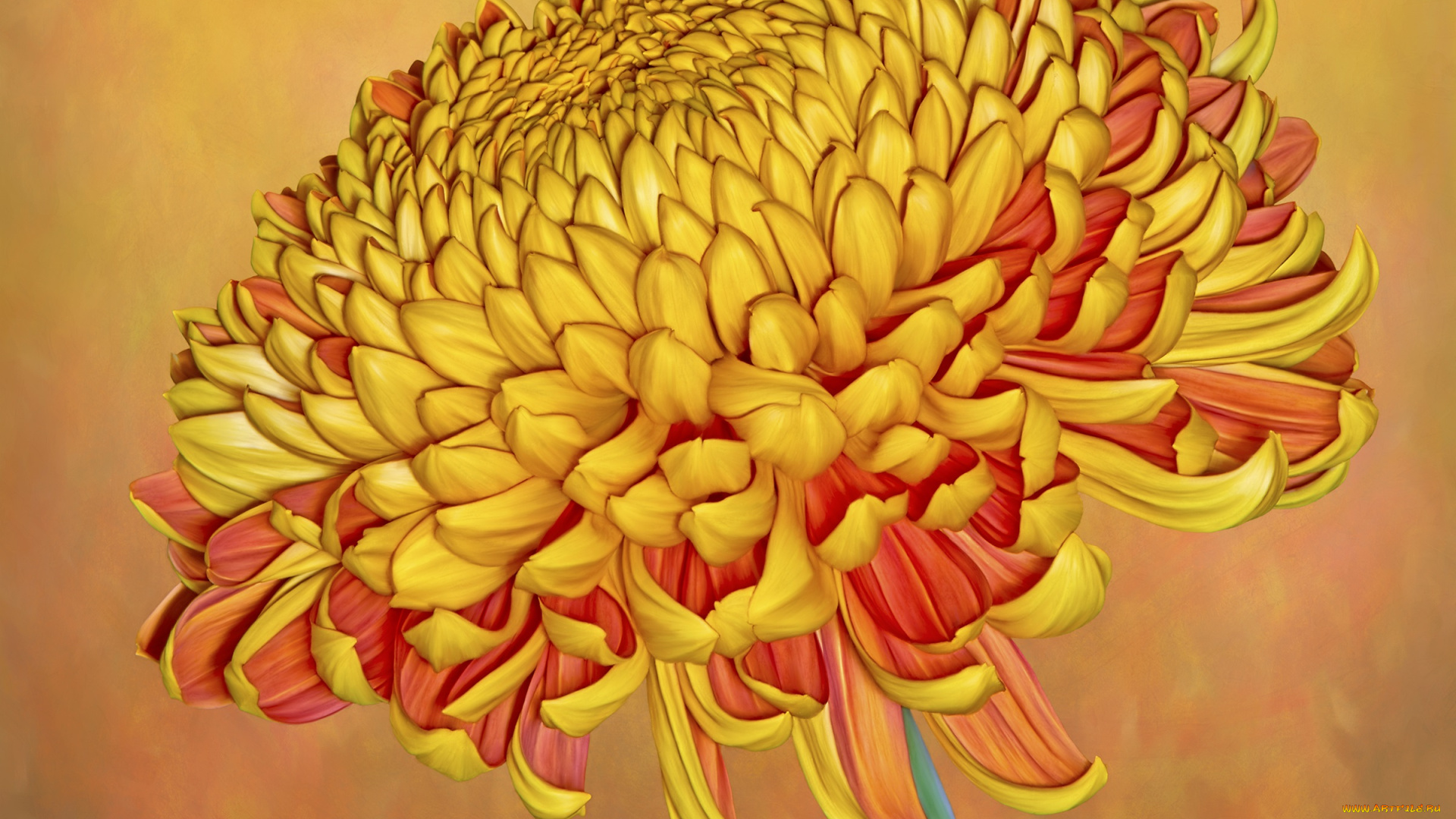 цветы, хризантемы, рыжий