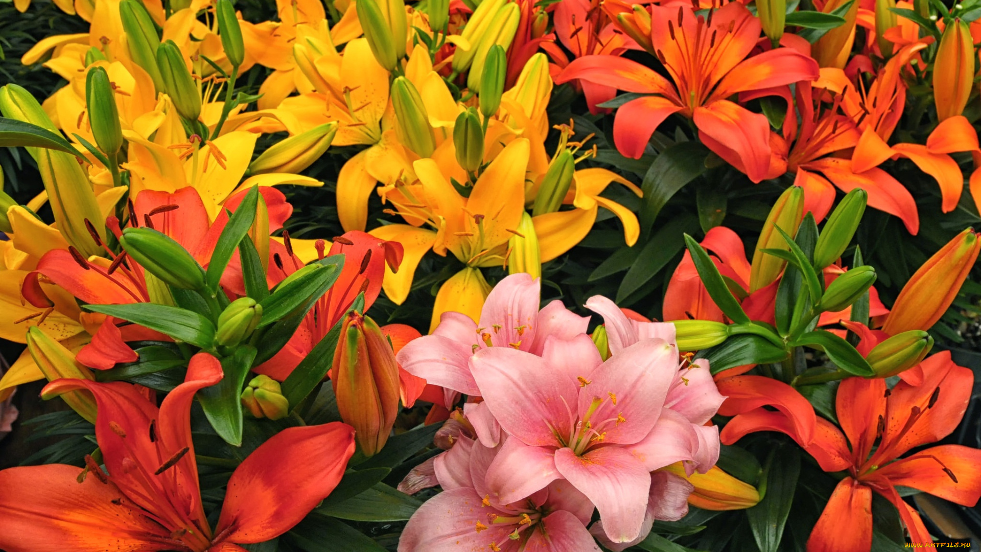 цветы, лилии, , лилейники, разноцветный, лепестки