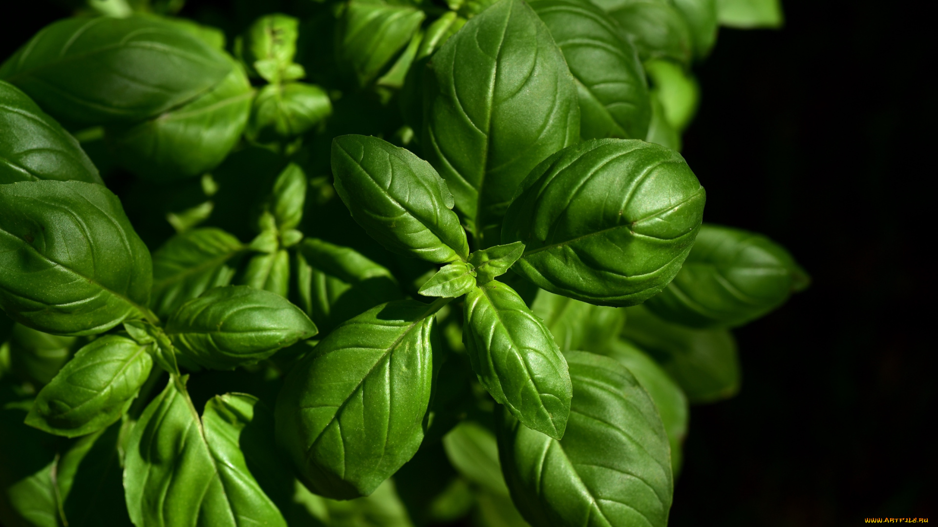 еда, разное, базилик