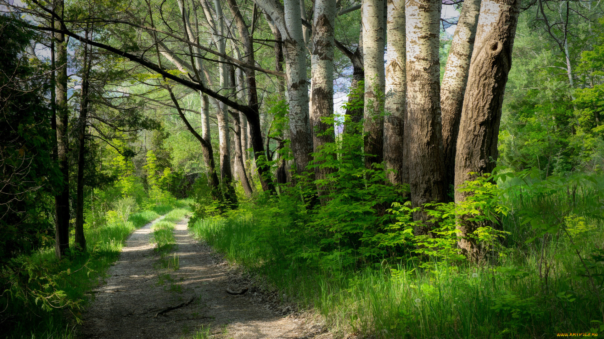 природа, дороги, простор