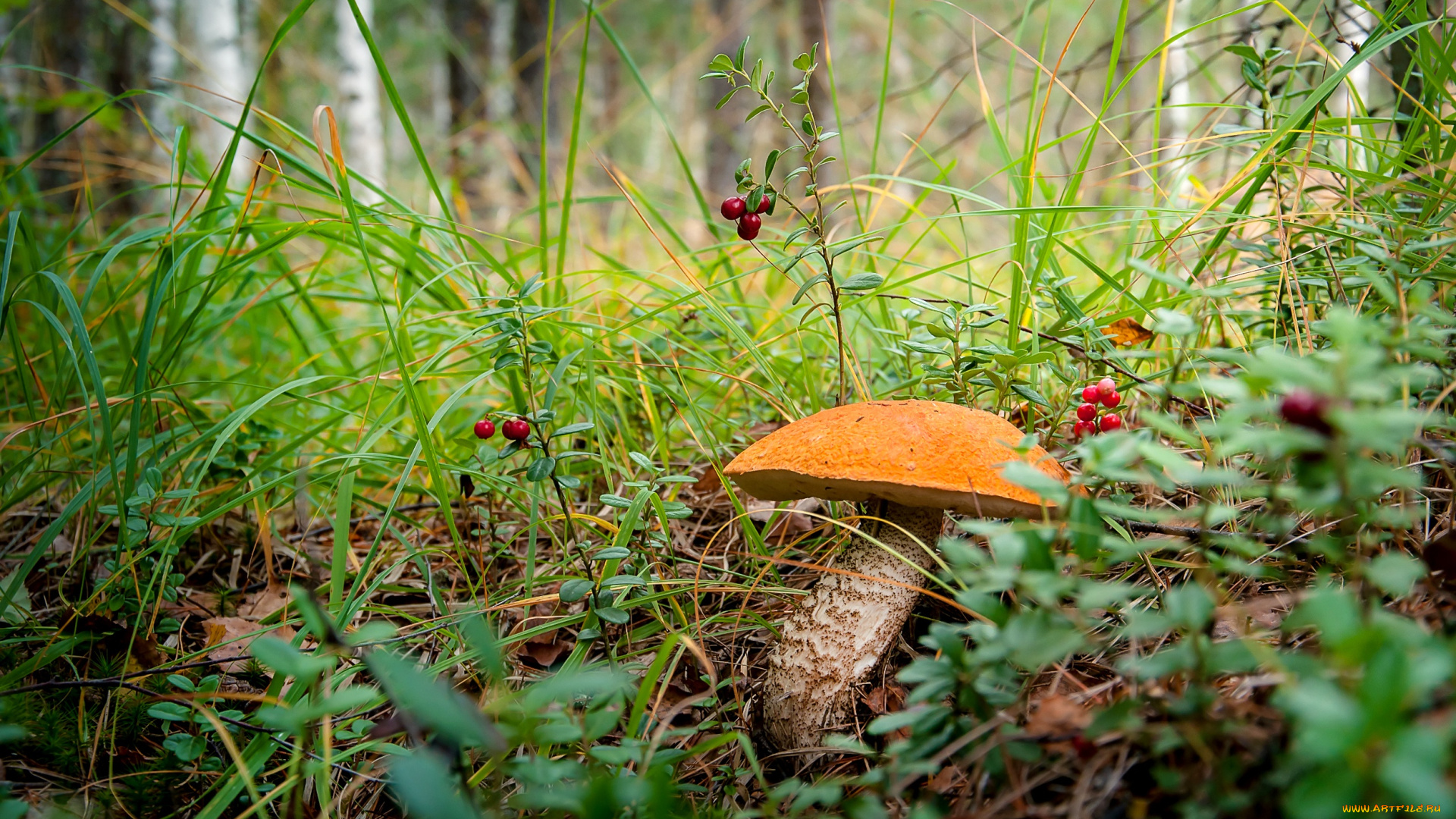 природа, грибы, подосиновик, гриб, трава, лес