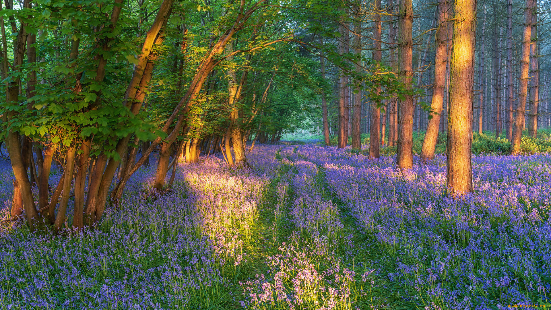 природа, лес, простор