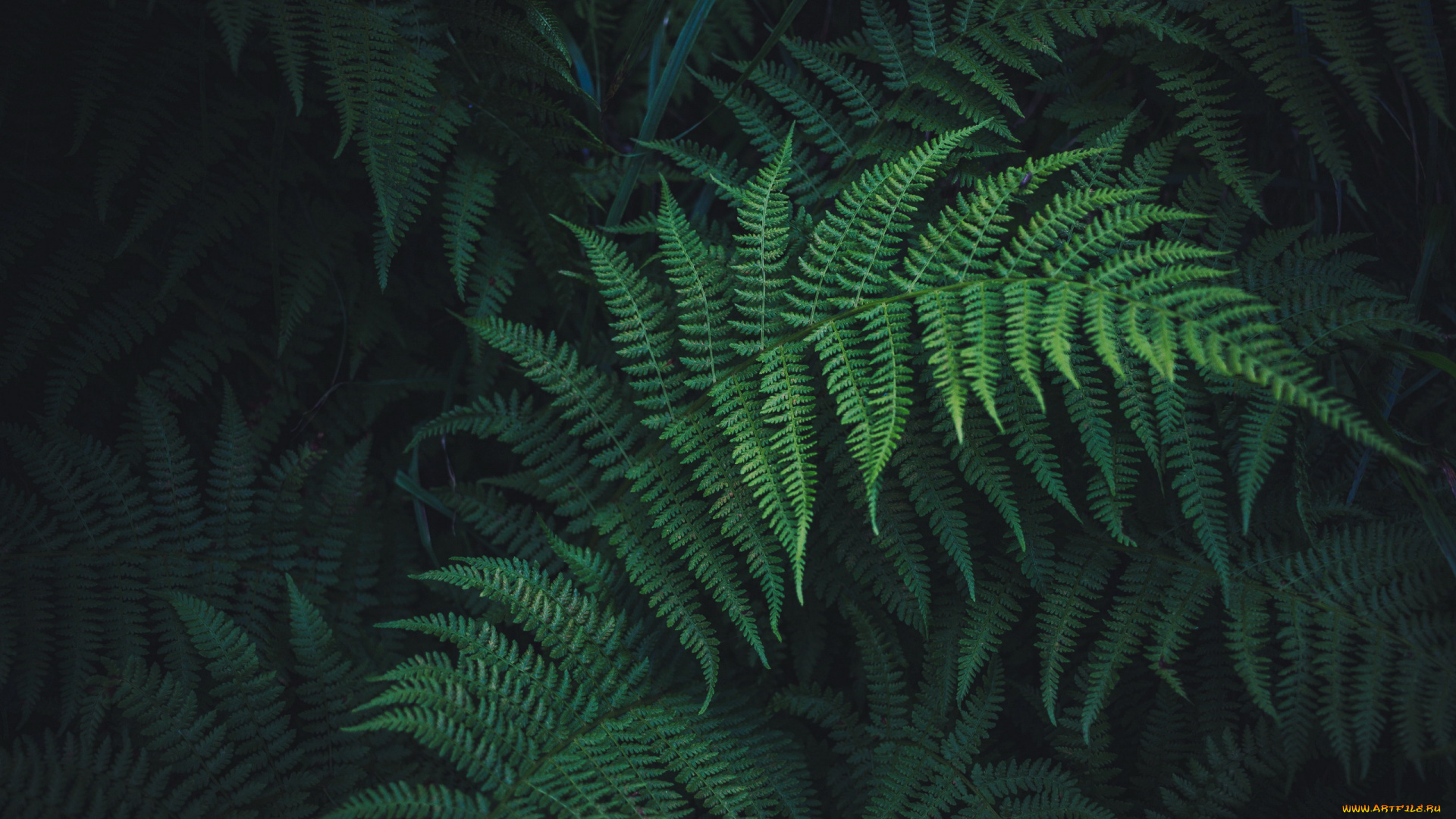 природа, листья, папоротник