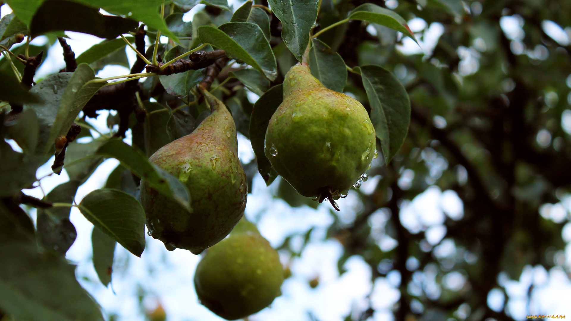 природа, плоды, груши