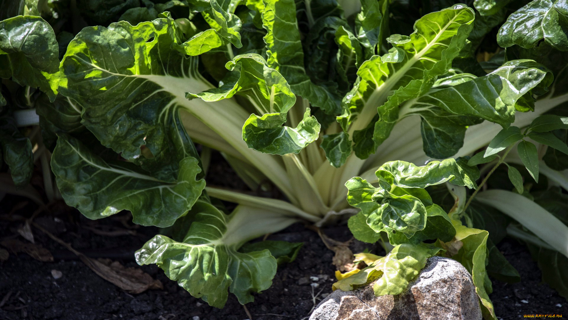 природа, плоды, листовая, капуста