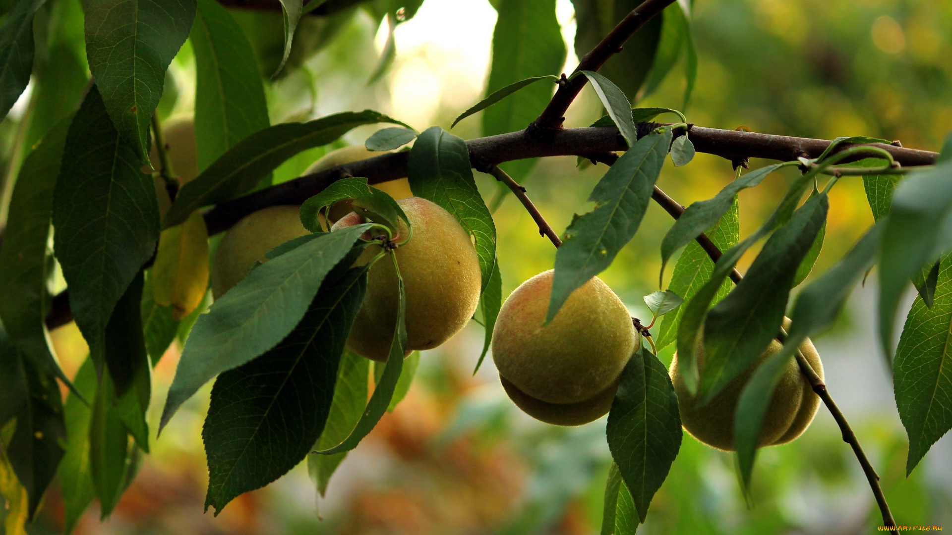 природа, плоды, персик