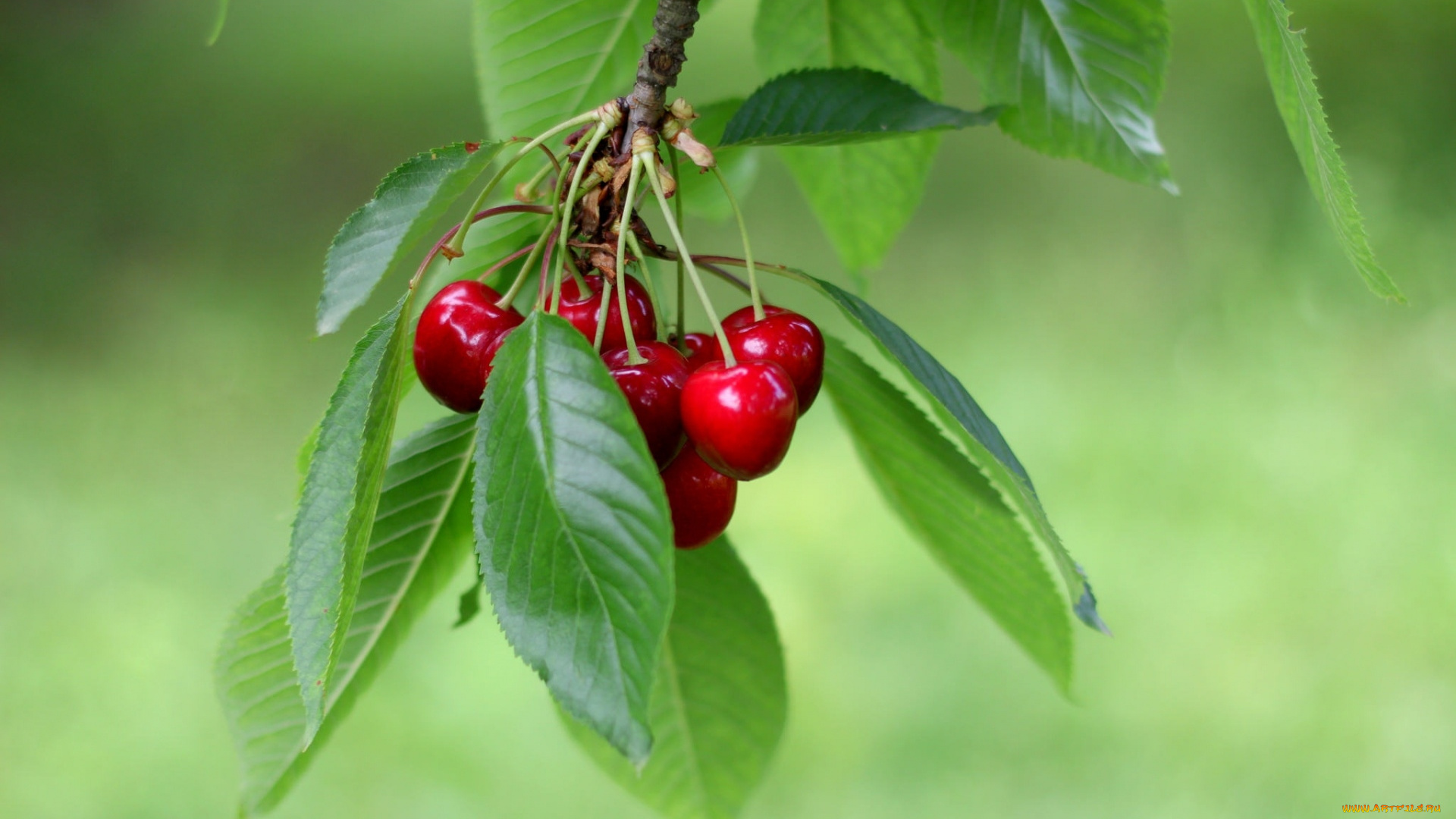 природа, Ягоды, вишня