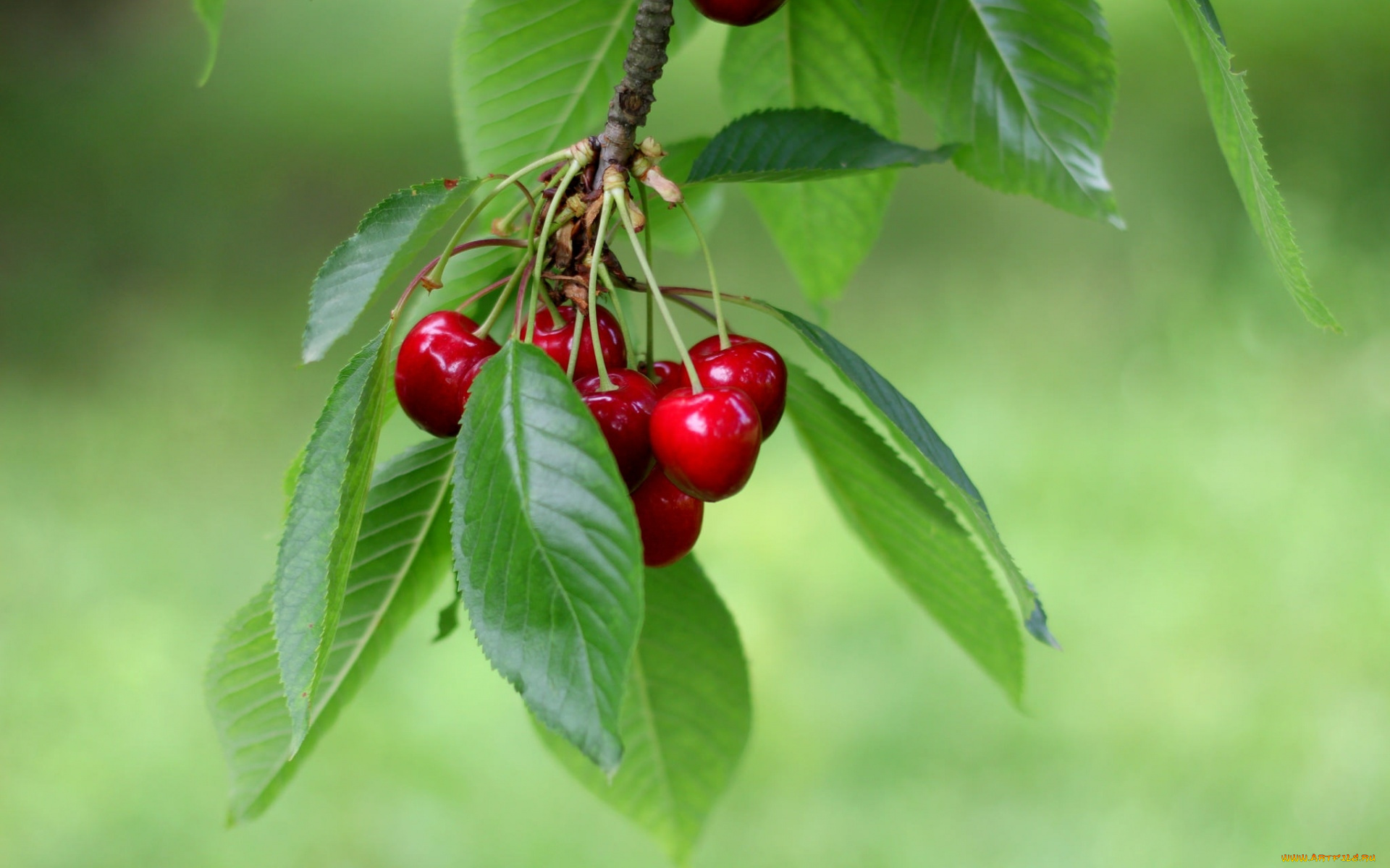 природа, Ягоды, вишня
