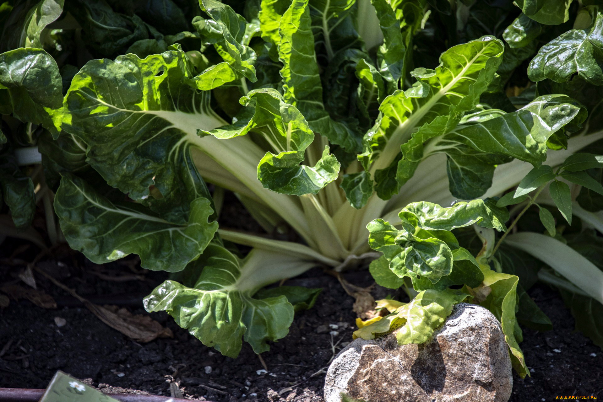 природа, плоды, листовая, капуста