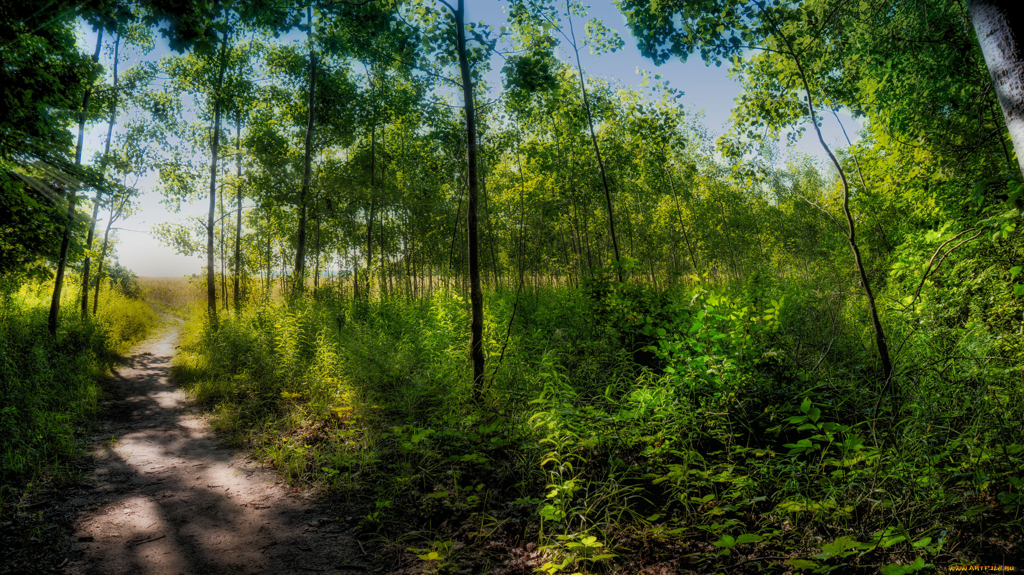 природа, лес, простор