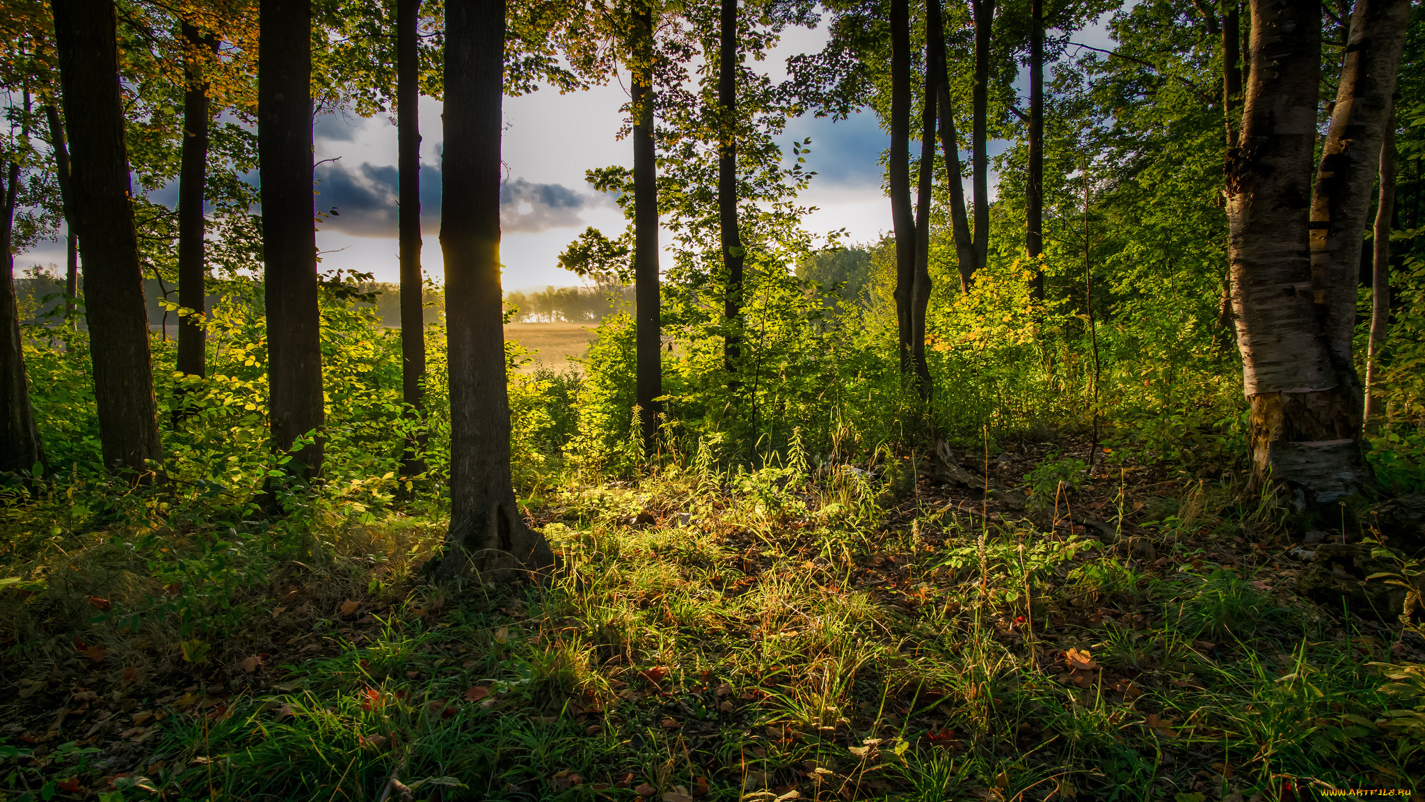 природа, лес, простор