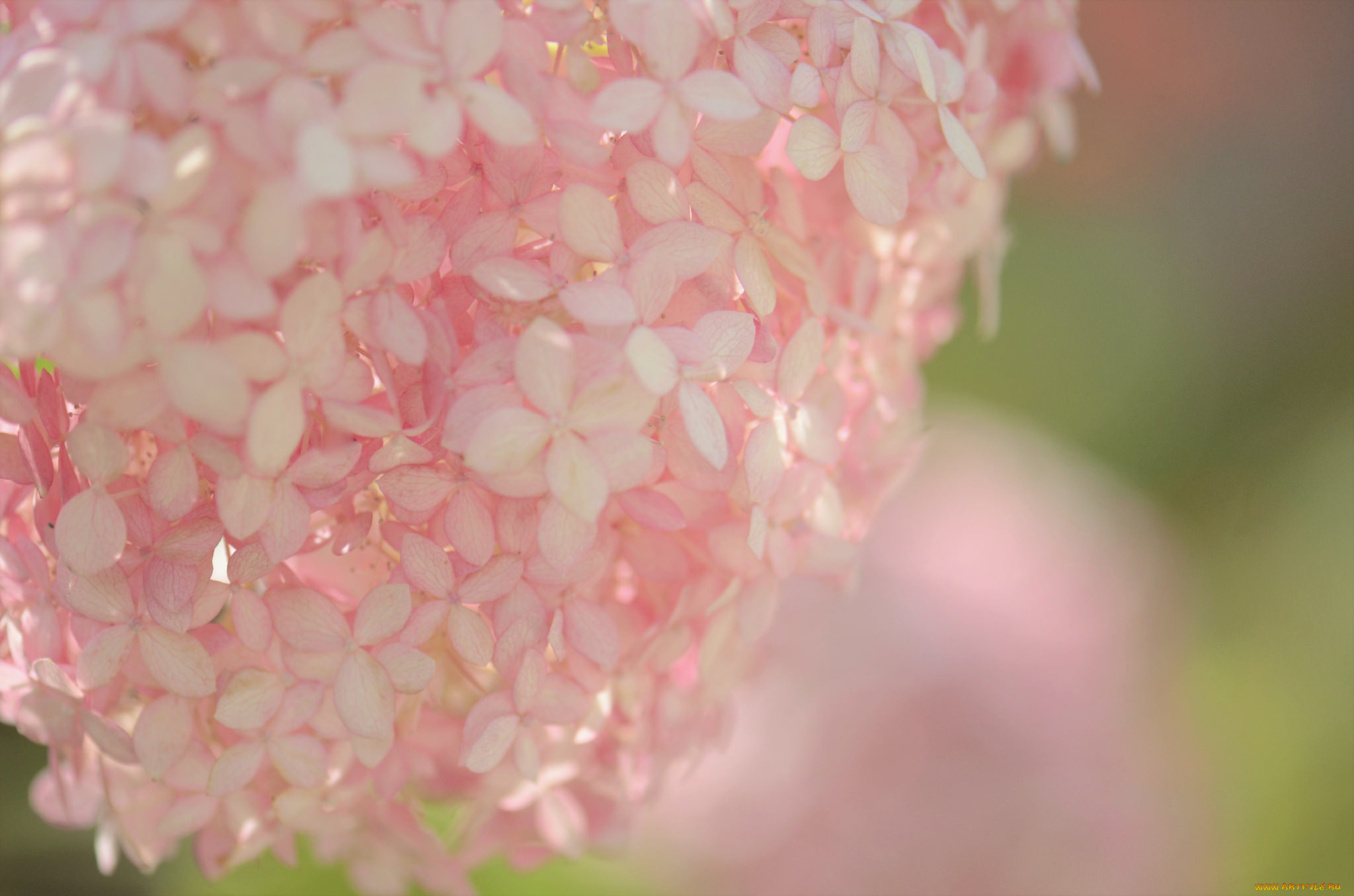 цветы, гортензия, макро