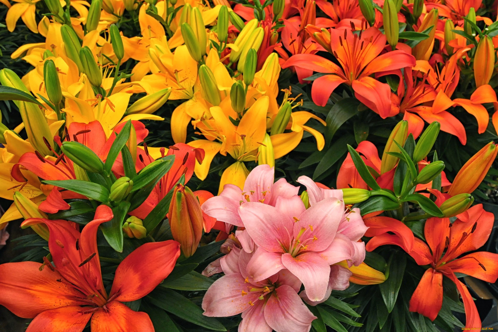 цветы, лилии, , лилейники, разноцветный, лепестки