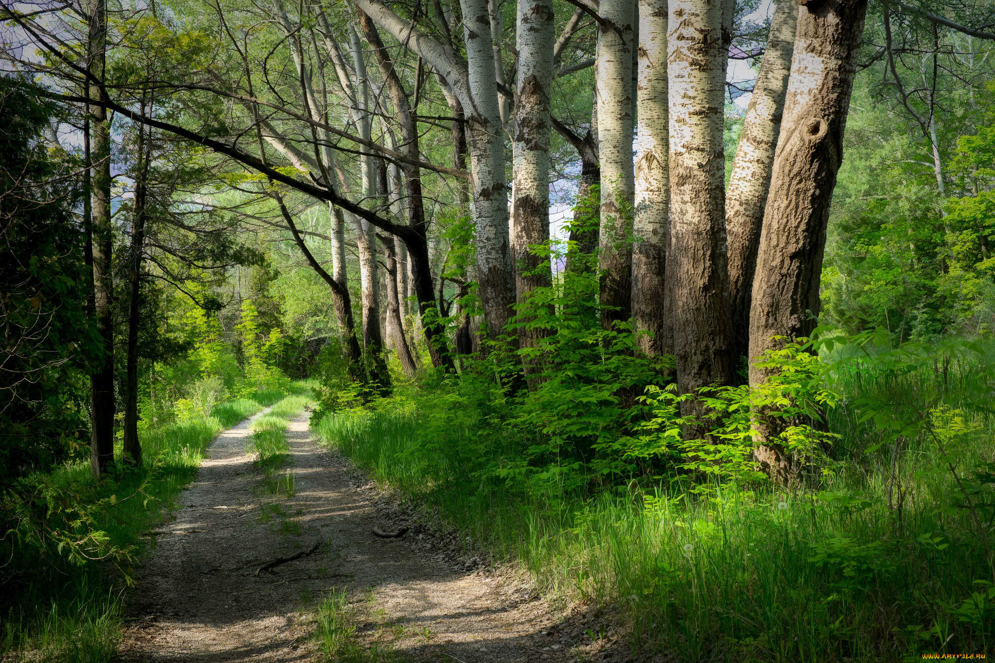 природа, дороги, простор