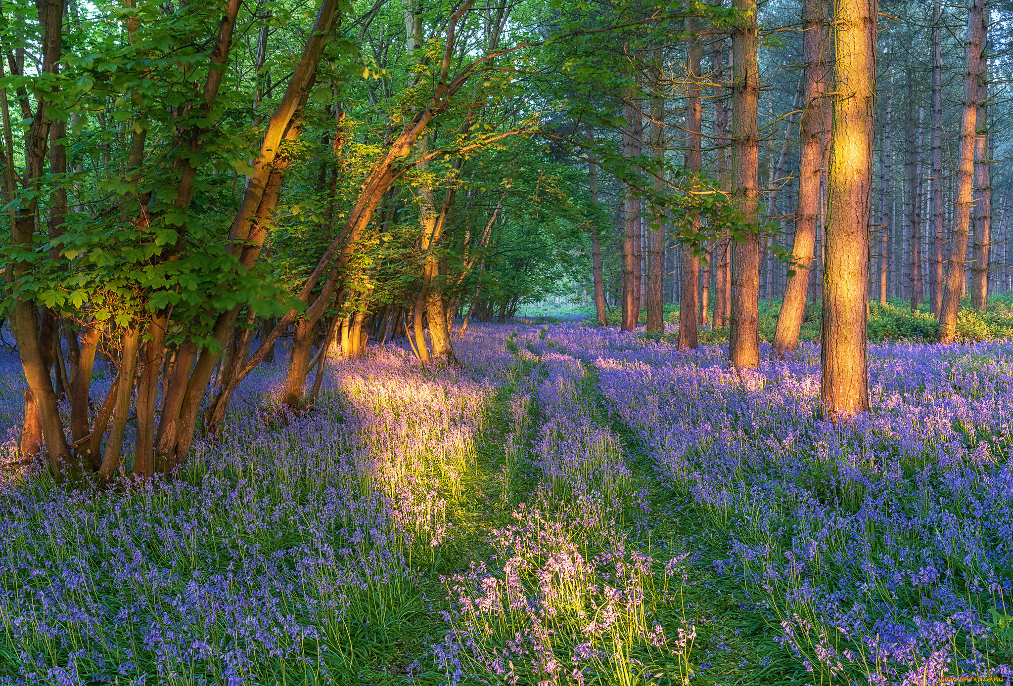 природа, лес, простор