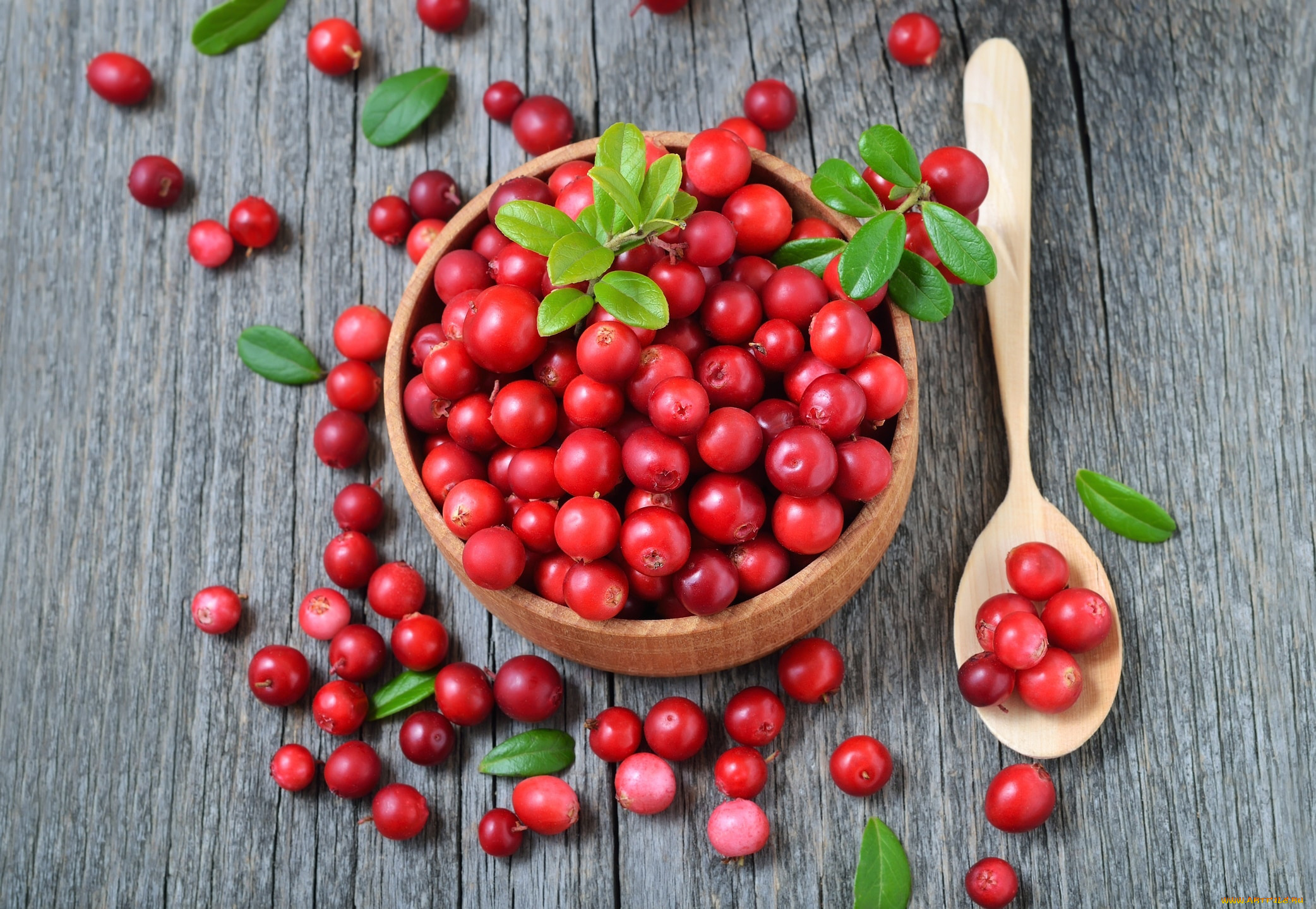 еда, брусника, ягоды