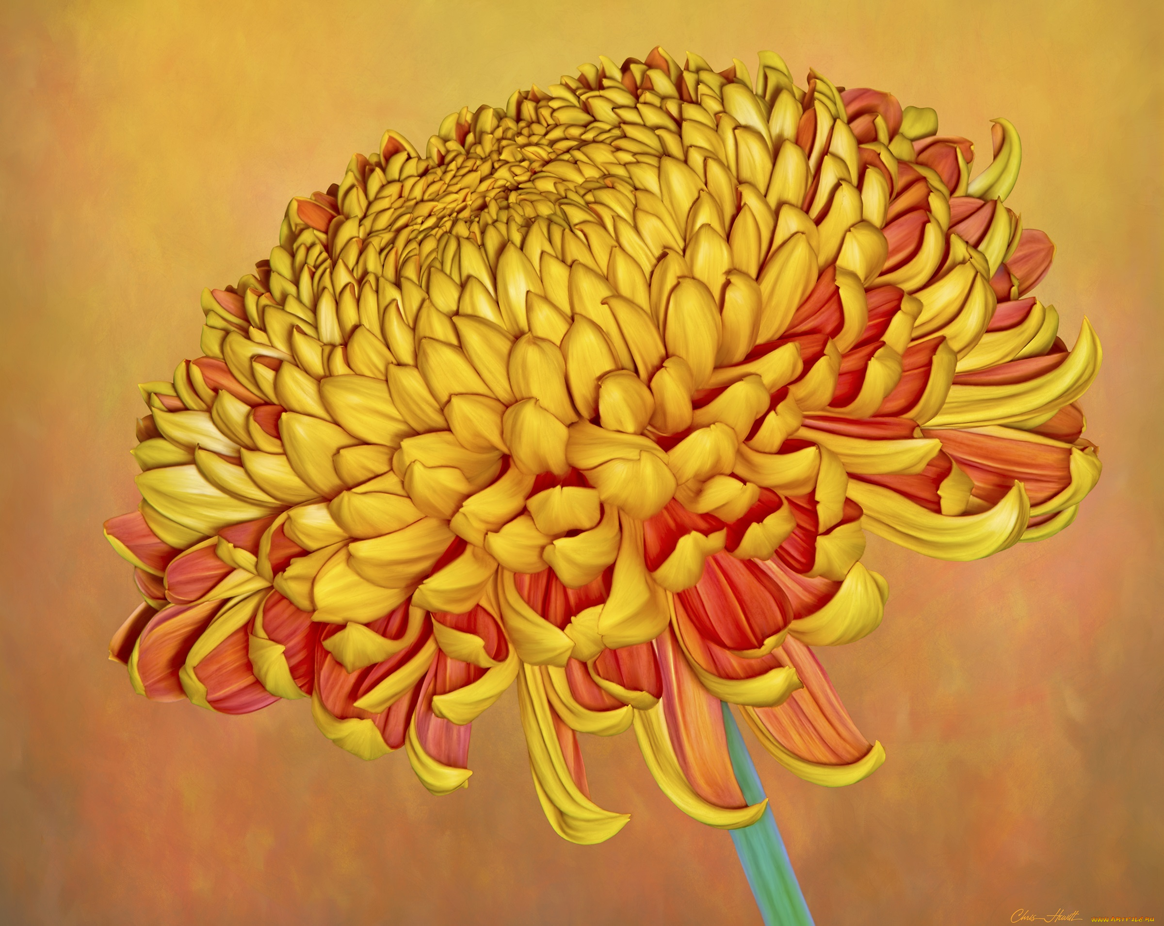 цветы, хризантемы, рыжий